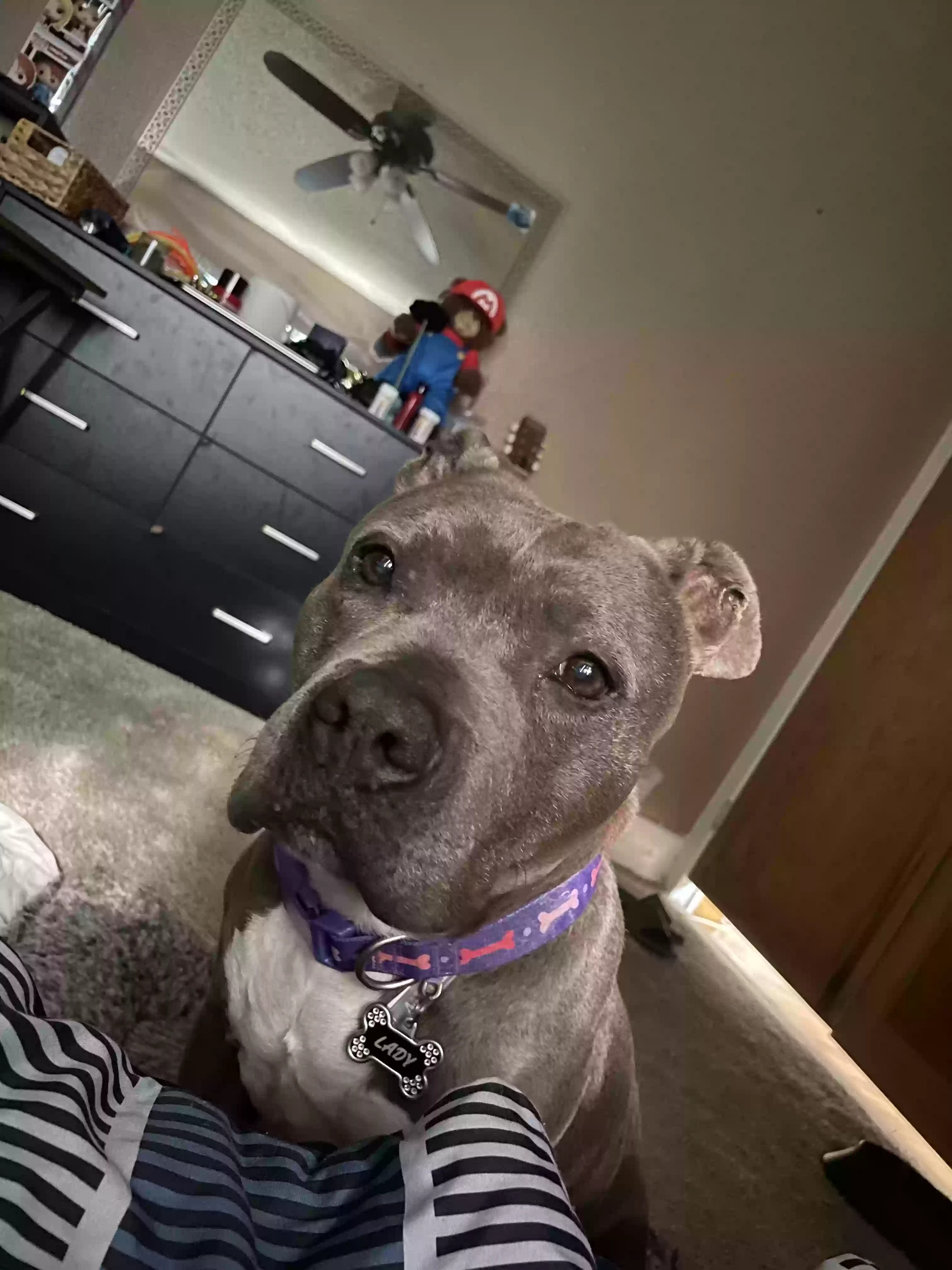 adoptable Dog in Riverside,CA named Lady