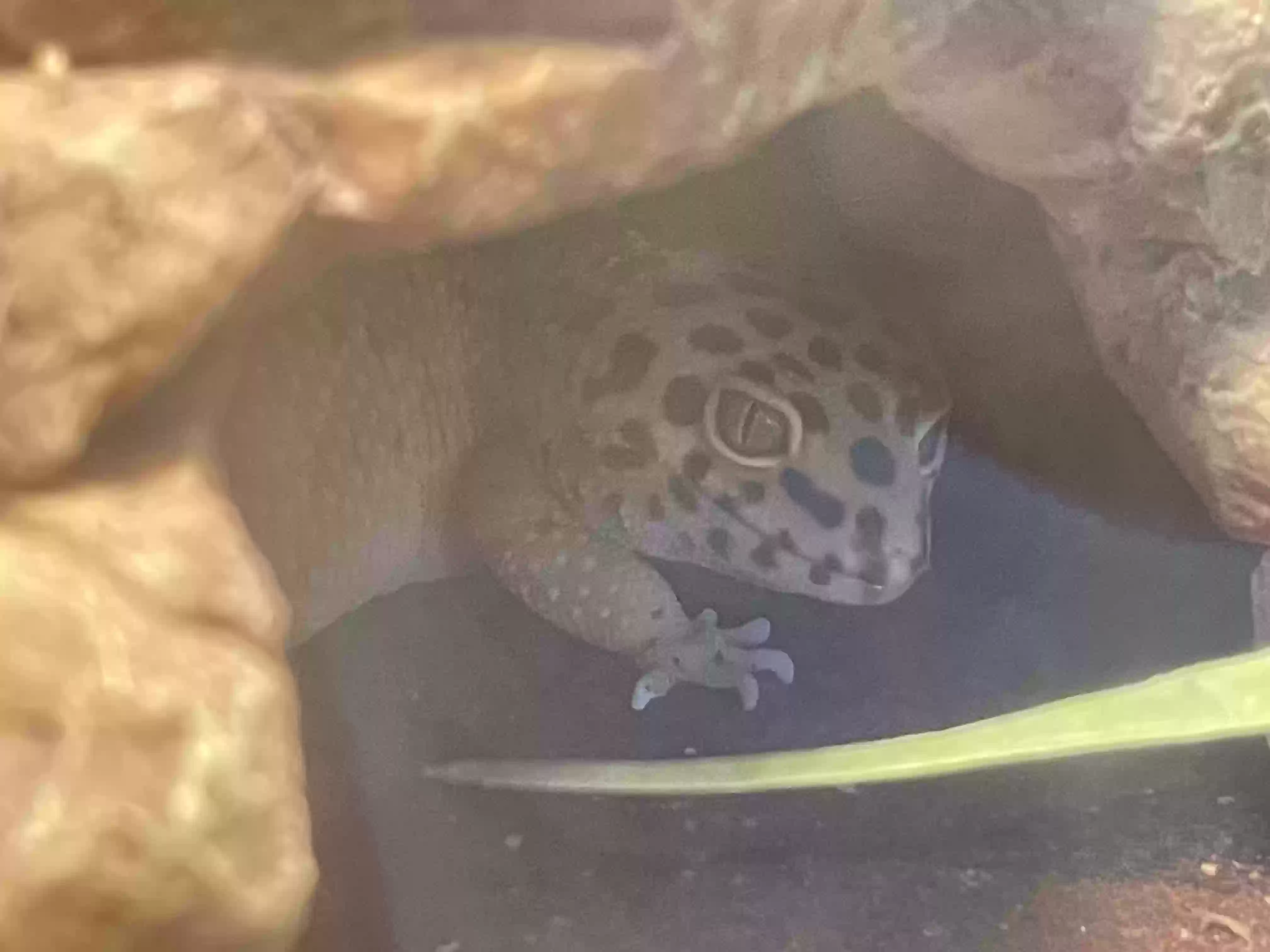 adoptable Reptile in Denver,CO named Mocchi and Leo