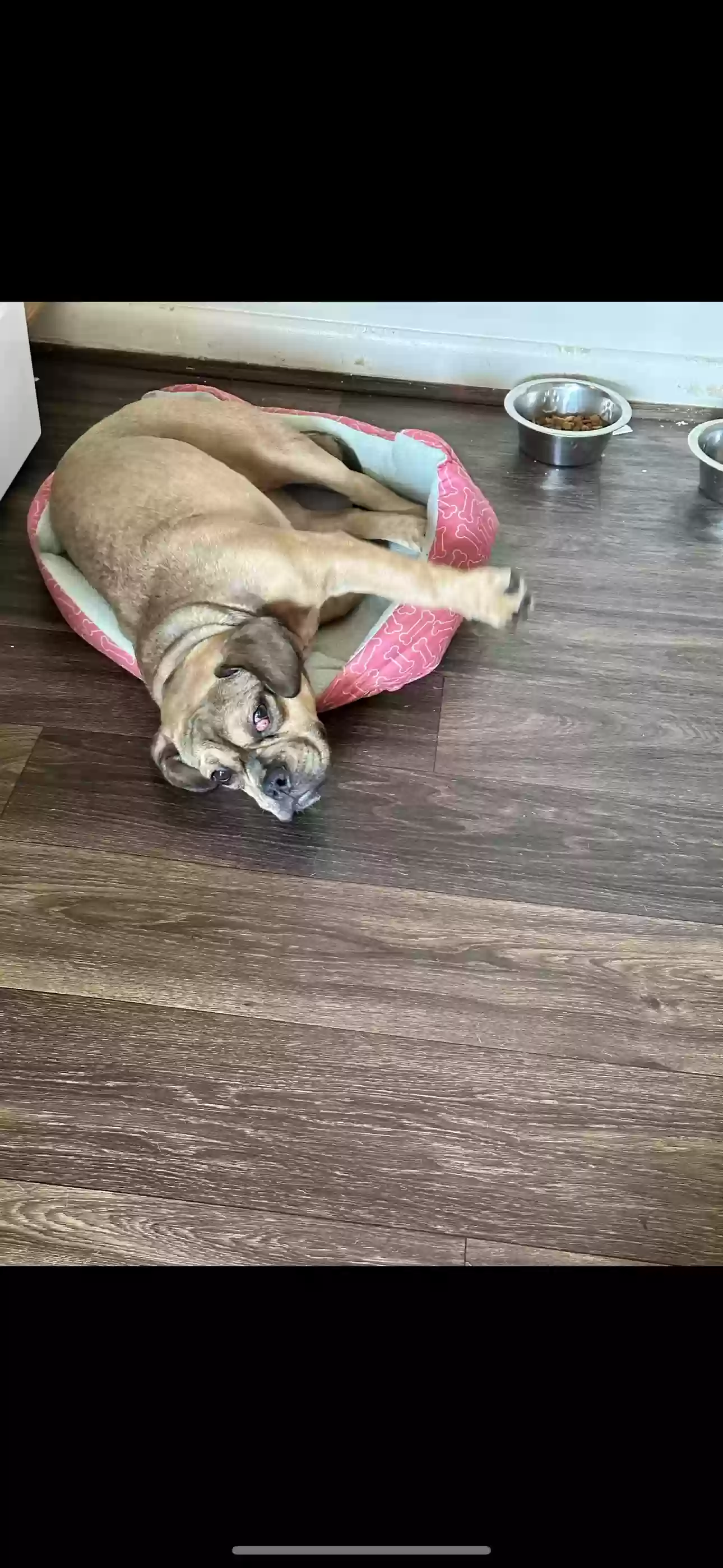 adoptable Dog in Yorktown,VA named Chanel