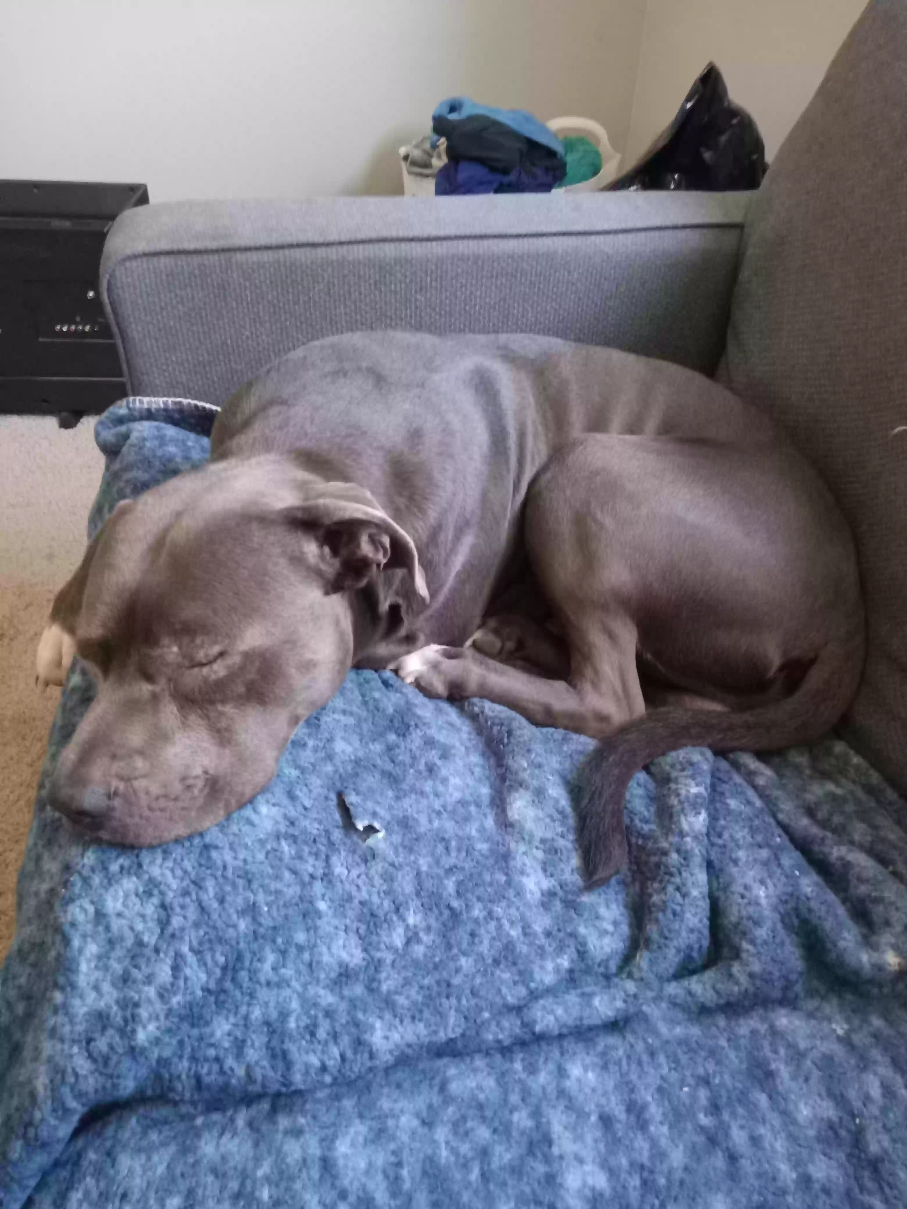 adoptable Dog in Cedar Rapids,IA named Bubba