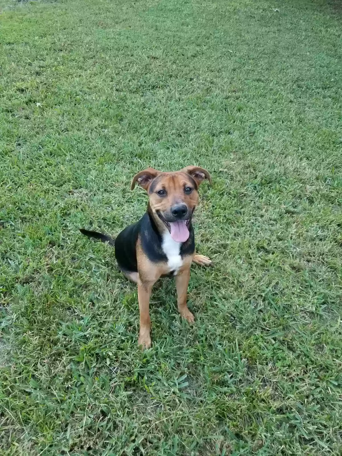 adoptable Dog in Dade City,FL named Stella