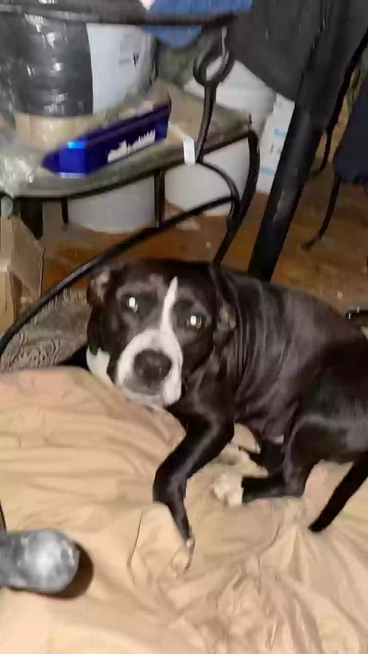 adoptable Dog in Toccoa,GA named Sasha