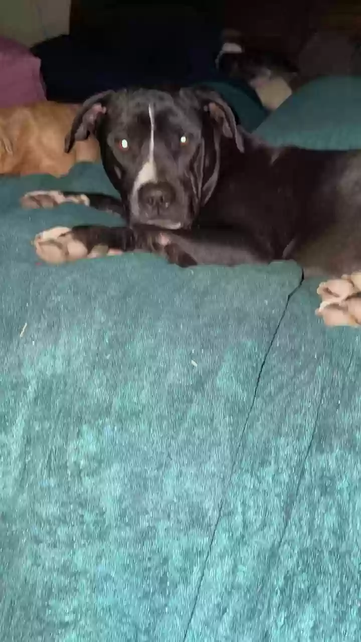 adoptable Dog in Toccoa,GA named Thor