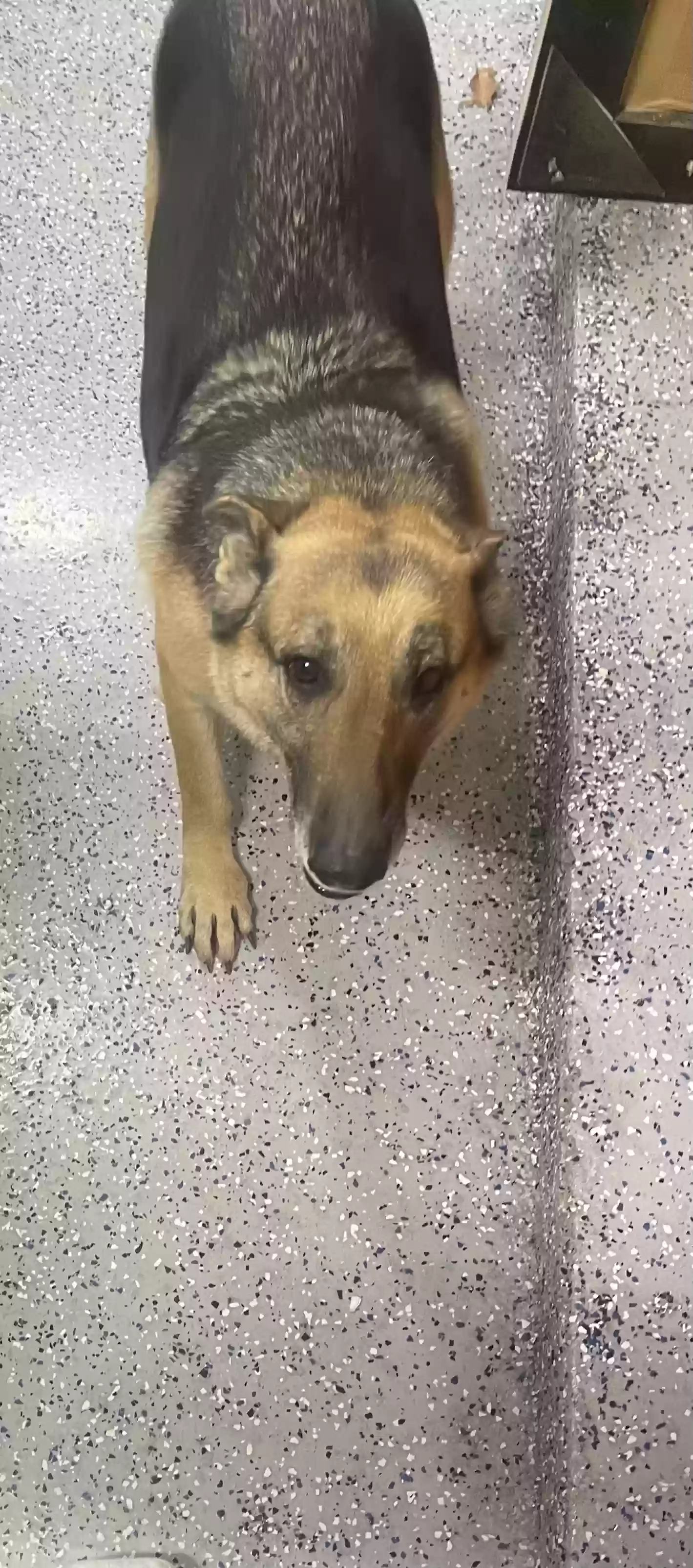 adoptable Dog in Denton,TX named Bella