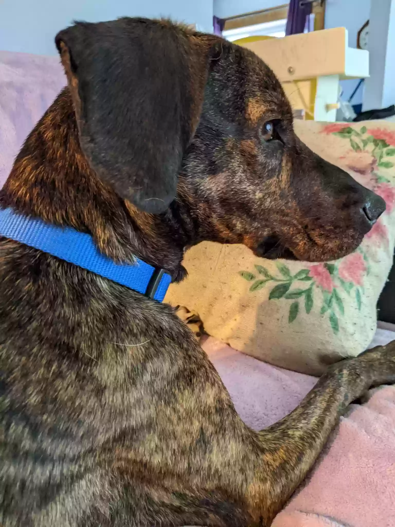 adoptable Dog in Massillon,OH named Oscar