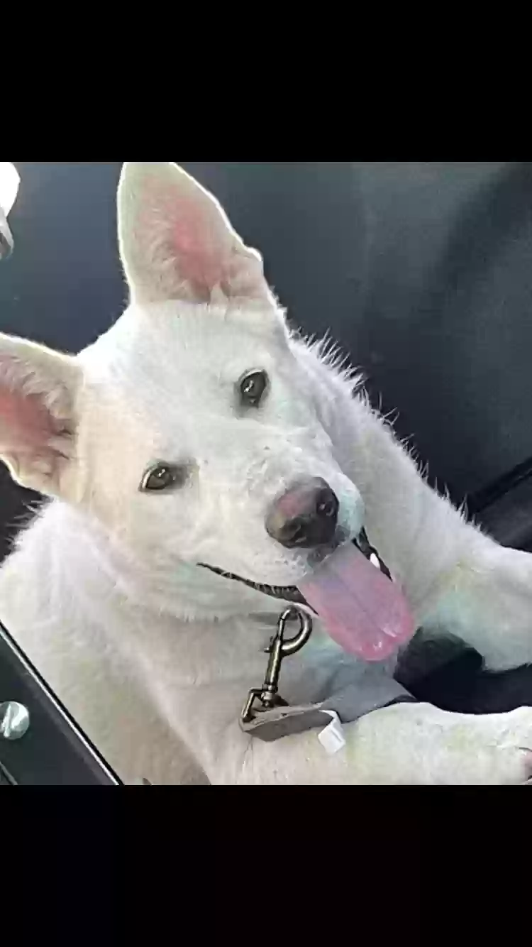 adoptable Dog in Apple Valley,CA named Koda