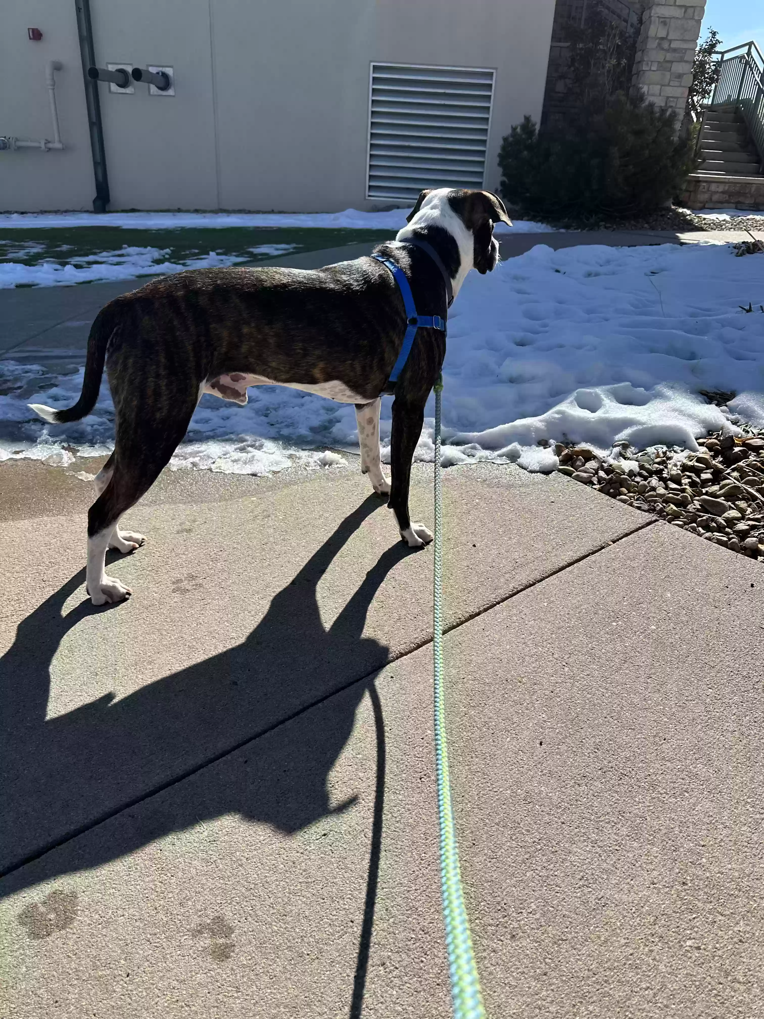 adoptable Dog in Aurora,CO named Zeus