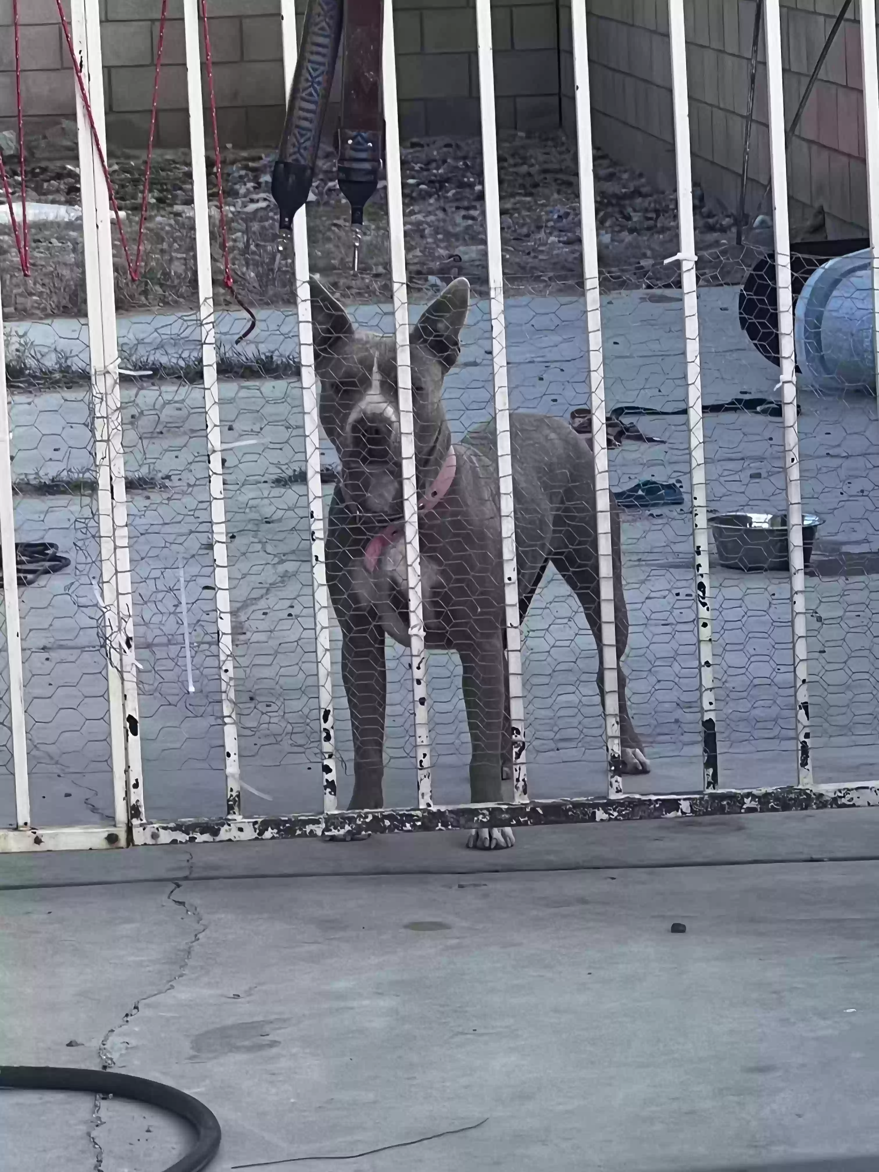 adoptable Dog in Cathedral City,CA named Hazell