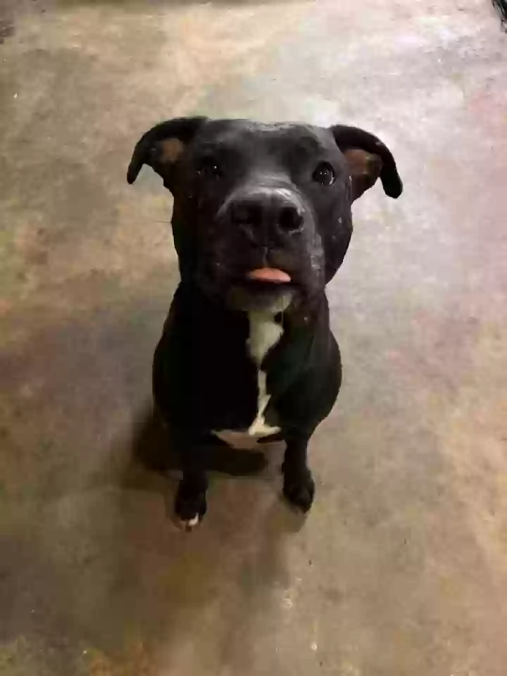 adoptable Dog in Marietta,GA named Lolo