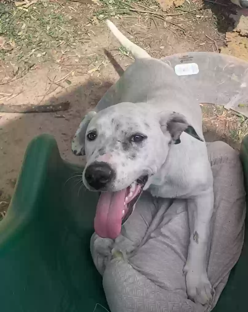 adoptable Dog in Spring,TX named pecas