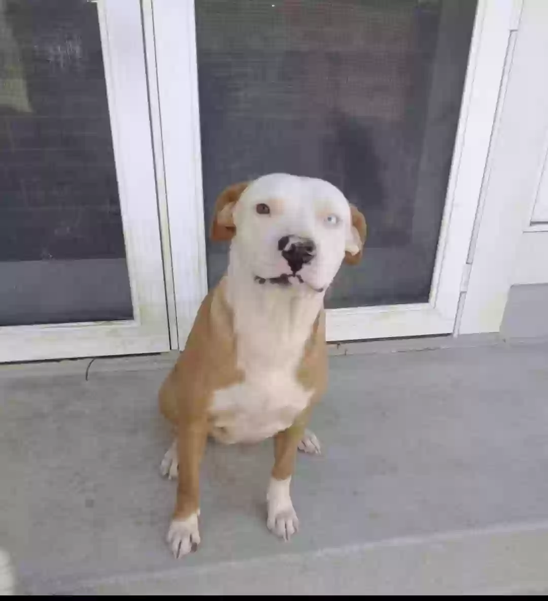 adoptable Dog in Rancho Cucamonga,CA named Penny