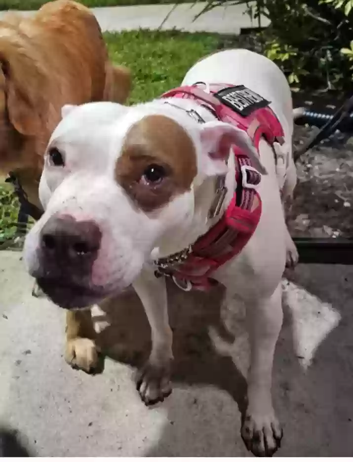 adoptable Dog in Lake Worth,FL named Ivy