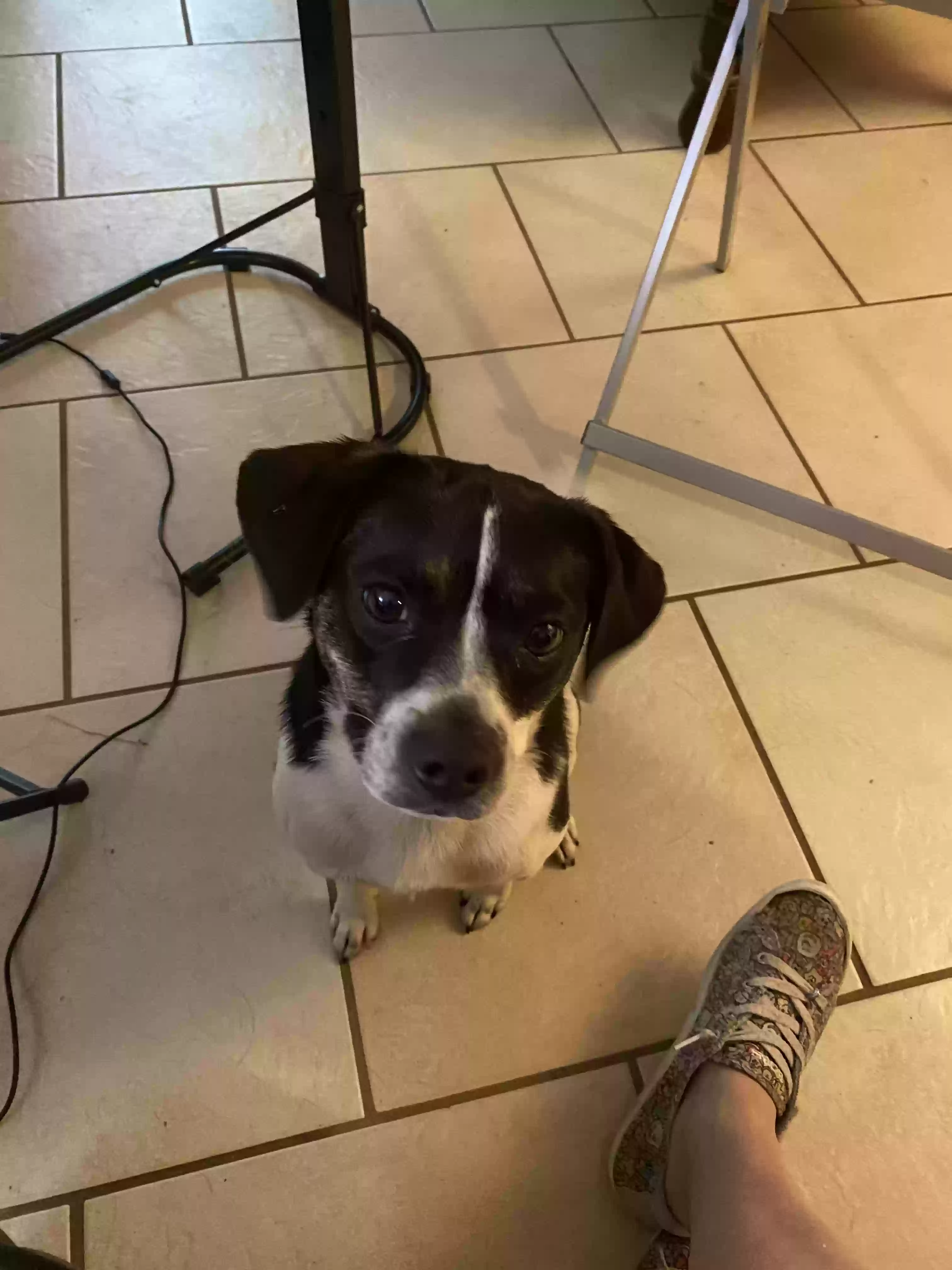 adoptable Dog in Texarkana,TX named Theo