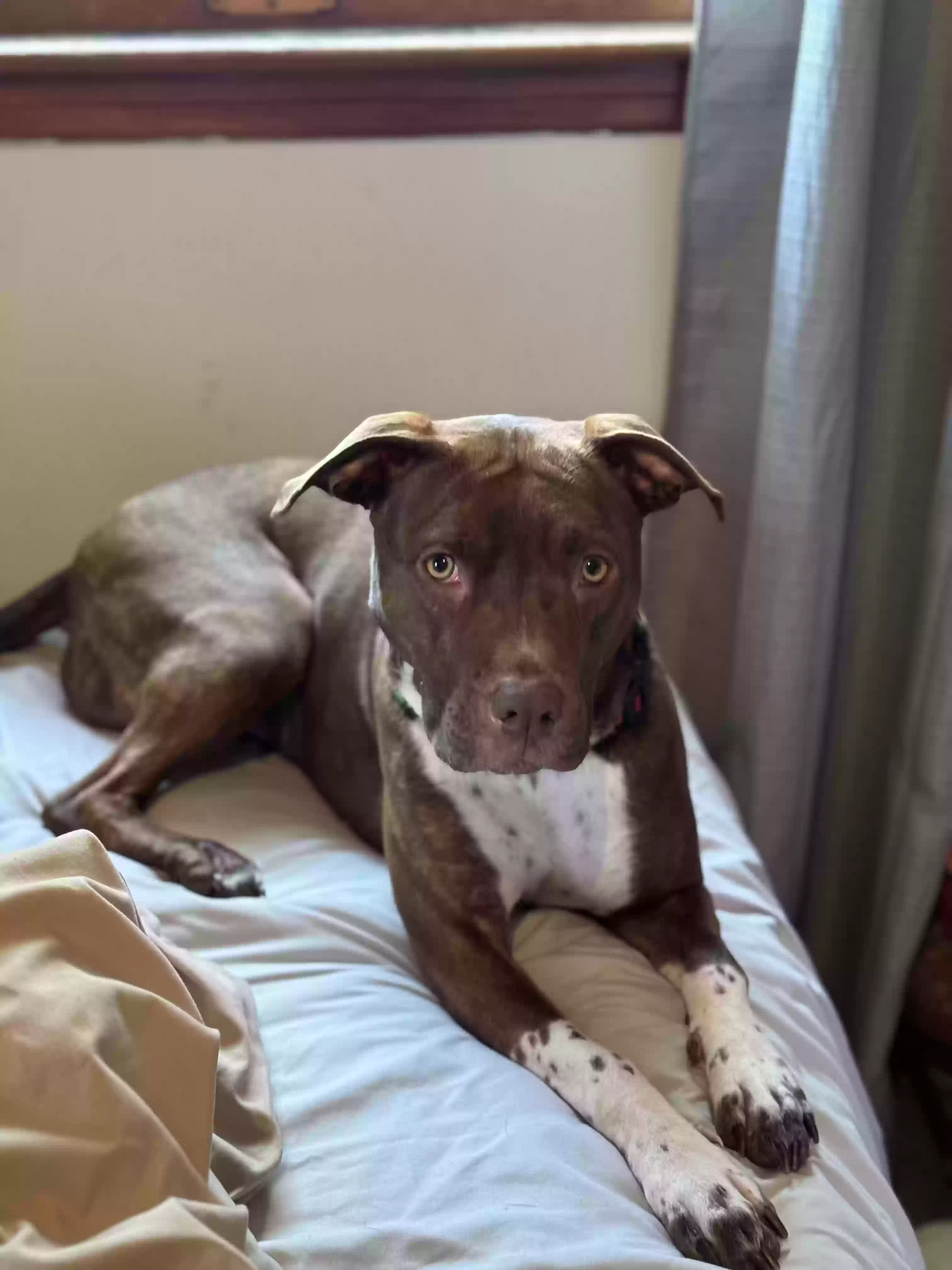 adoptable Dog in Phoenix,AZ named Gladys