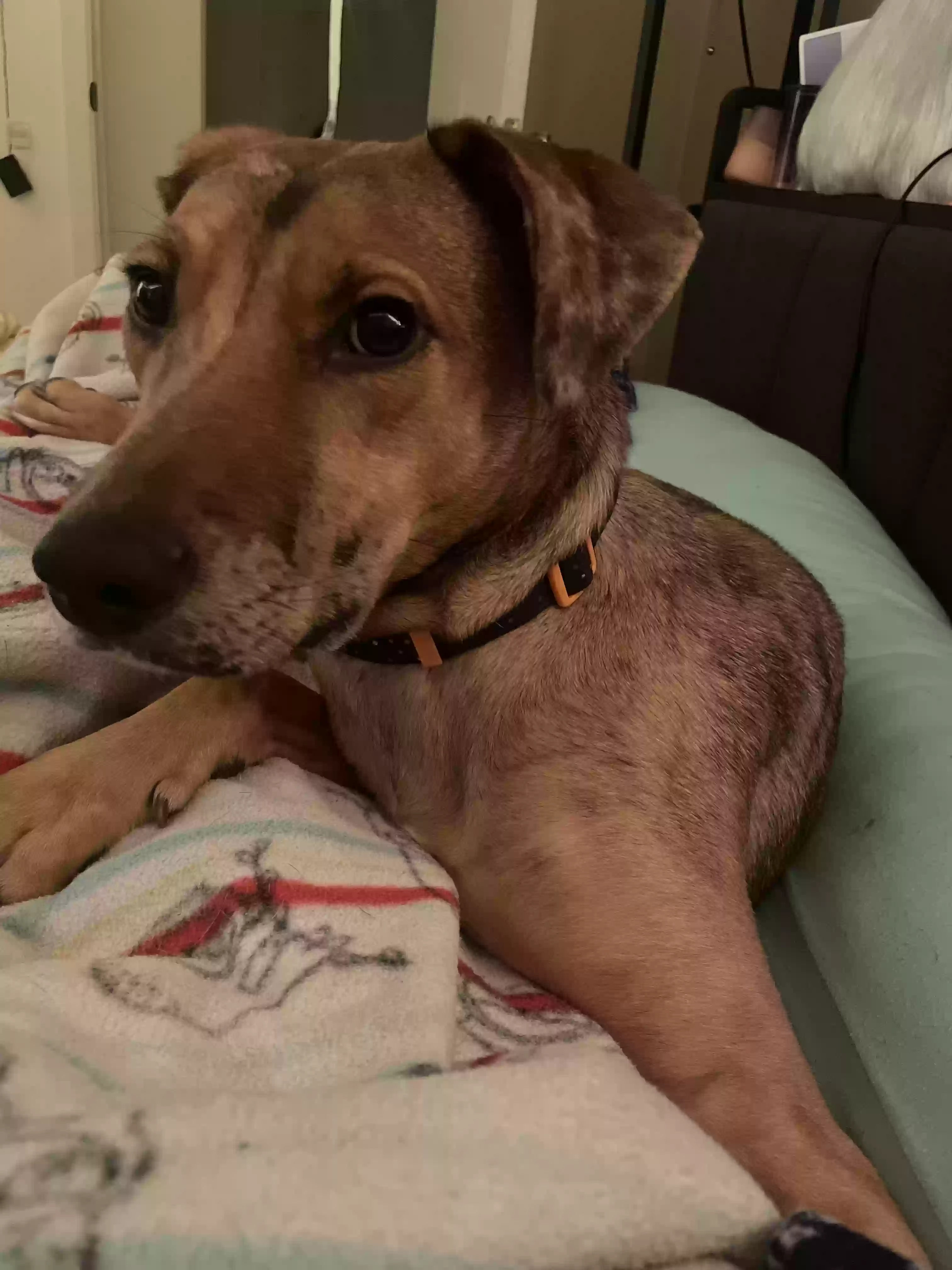 adoptable Dog in Scottsdale,AZ named Leili(lay-lee)