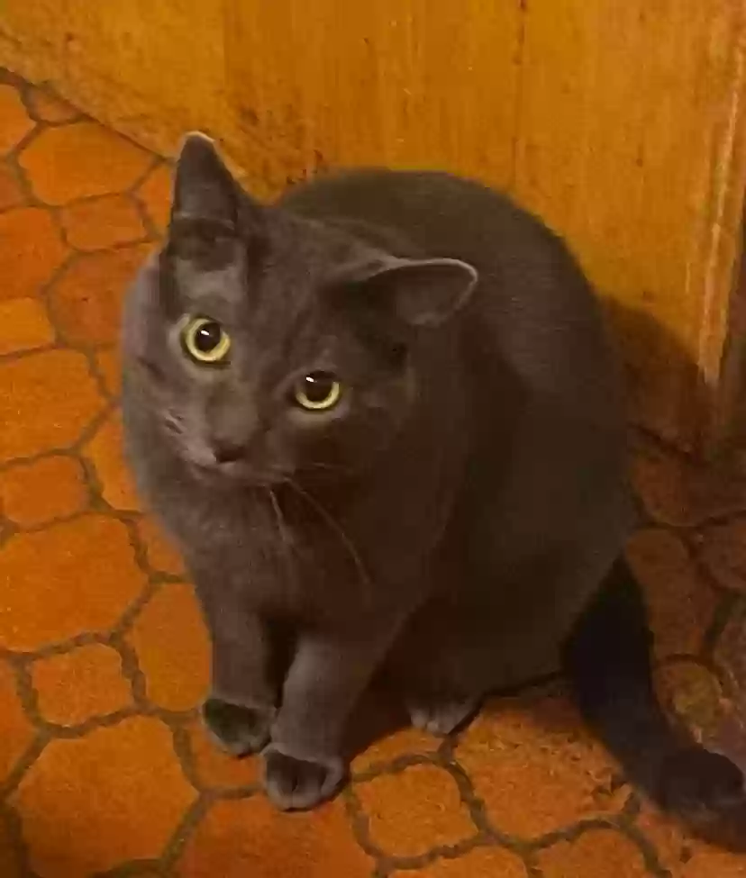 adoptable Cat in Saint Paul,MN named Harold