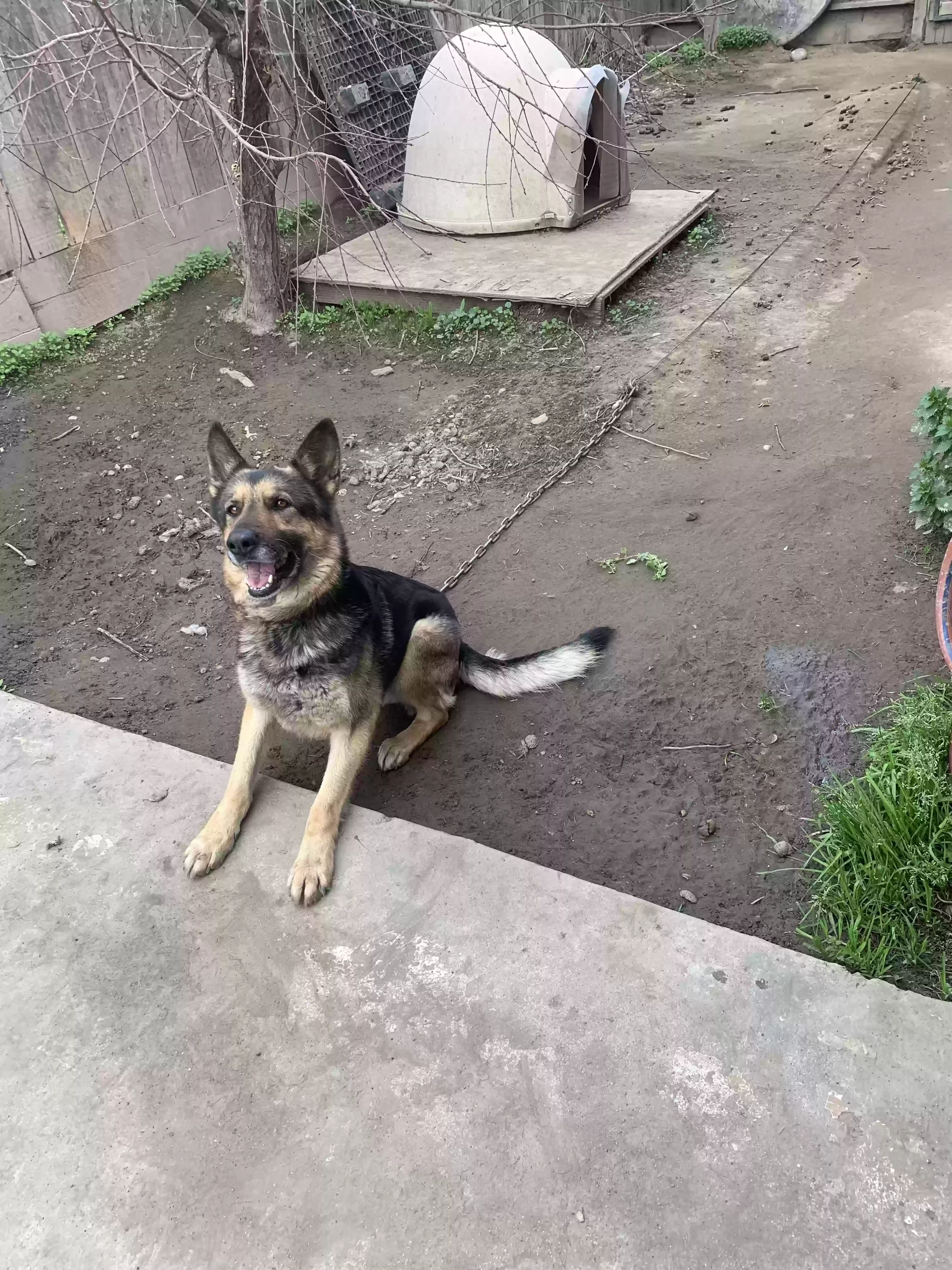 adoptable Dog in Visalia,CA named Sadie