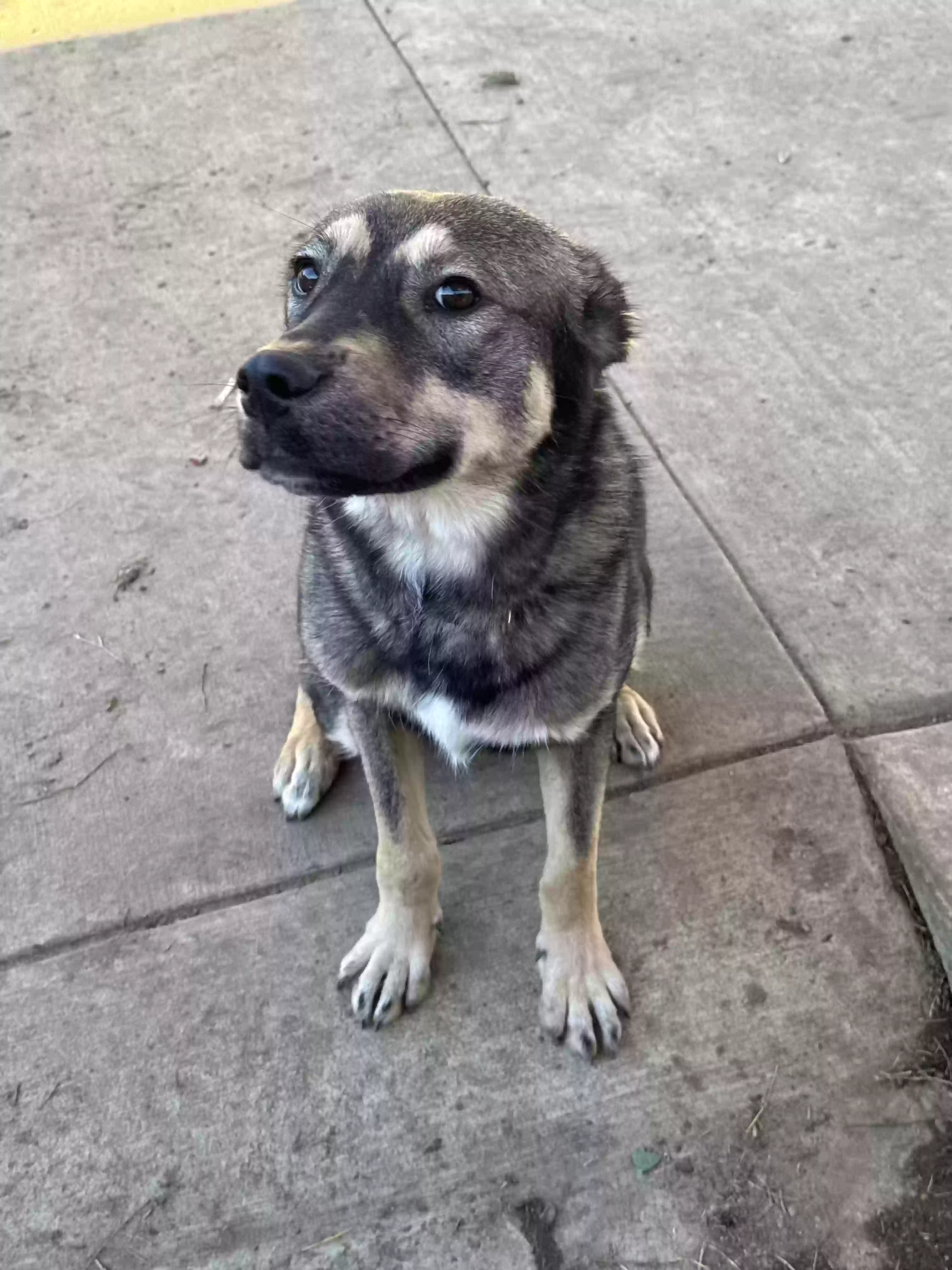adoptable Dog in Denver,CO named Achilles