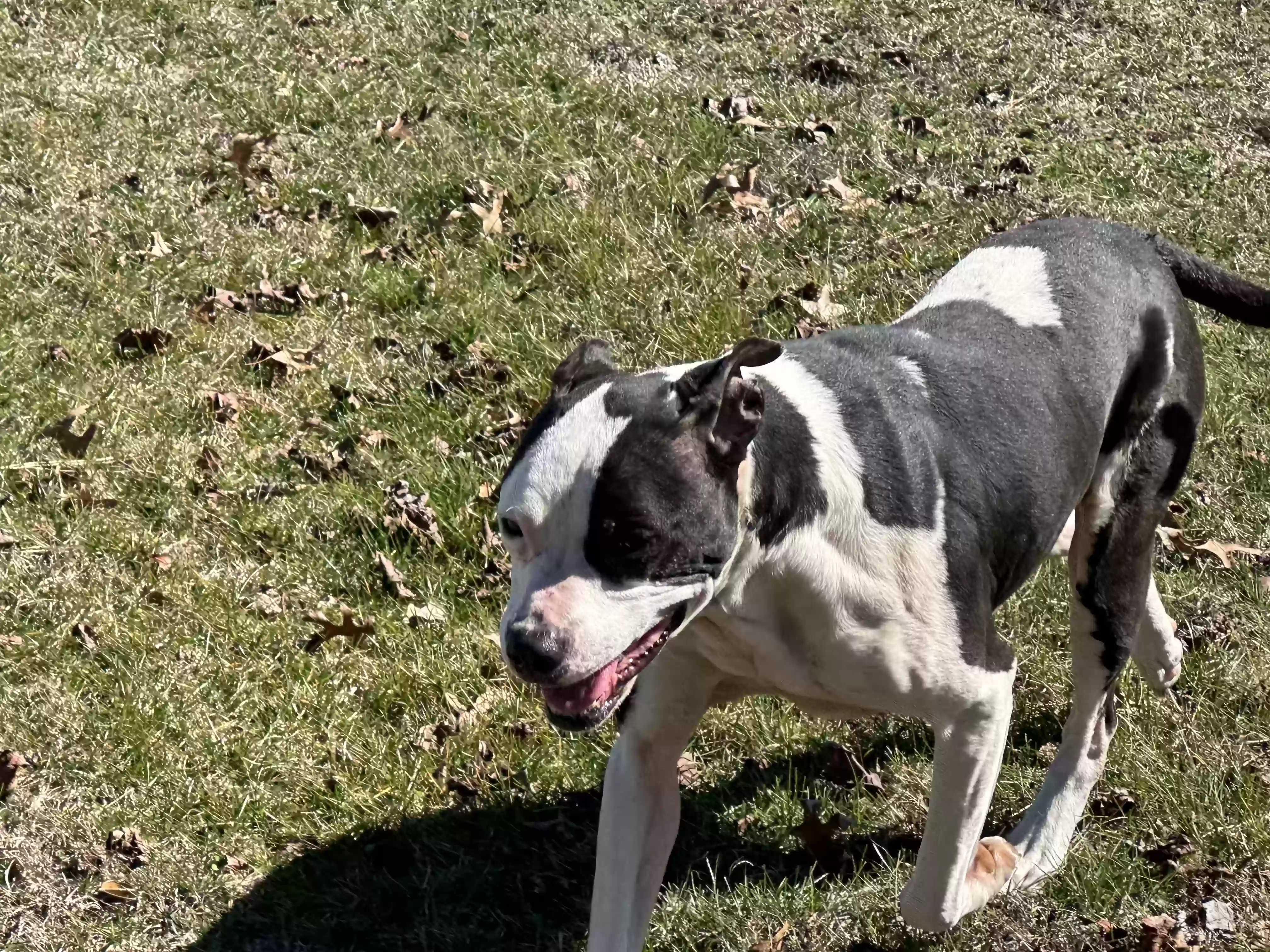 adoptable Dog in Huntsville,AL named Belle
