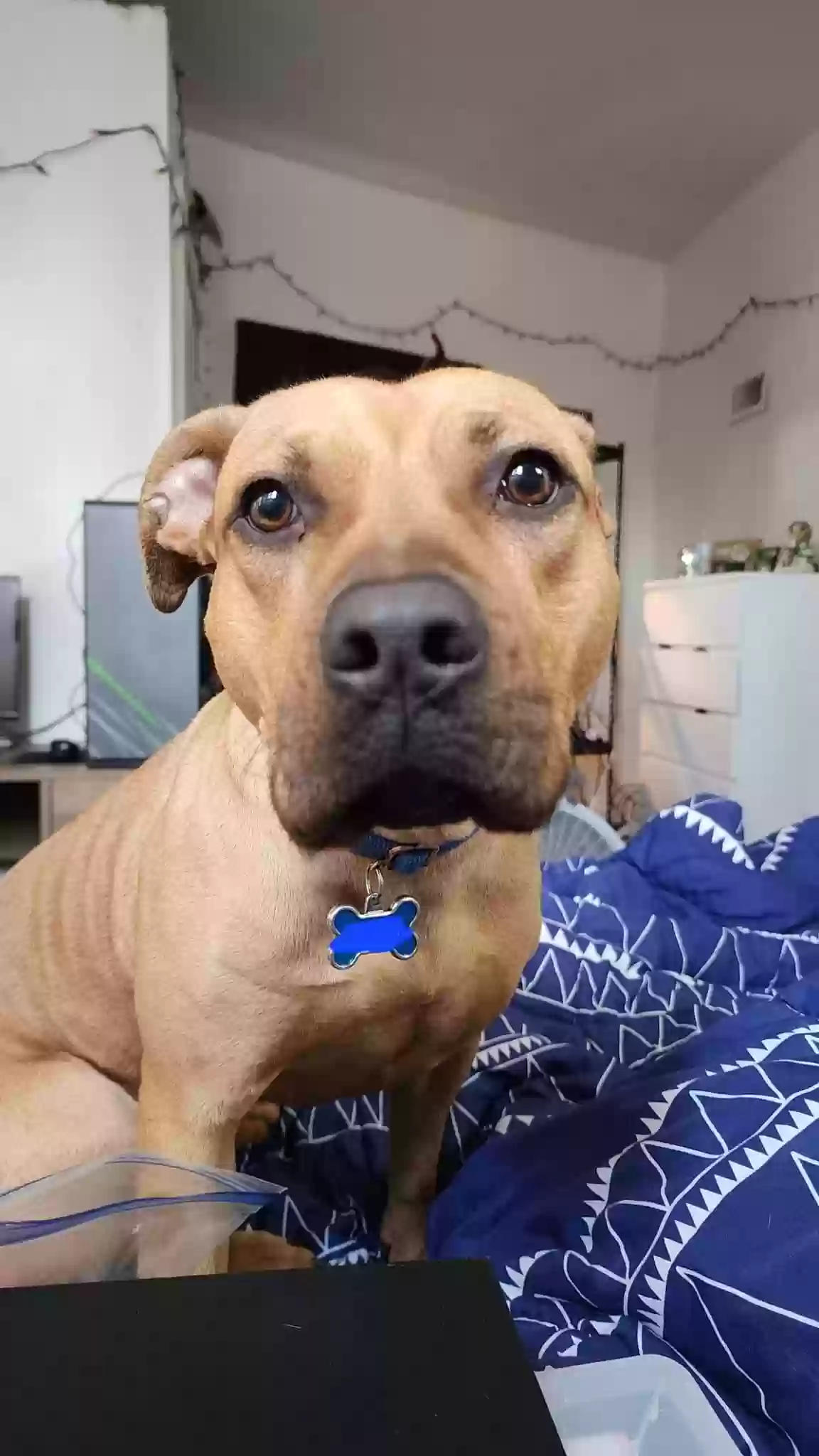adoptable Dog in Joliet,IL named Roxy