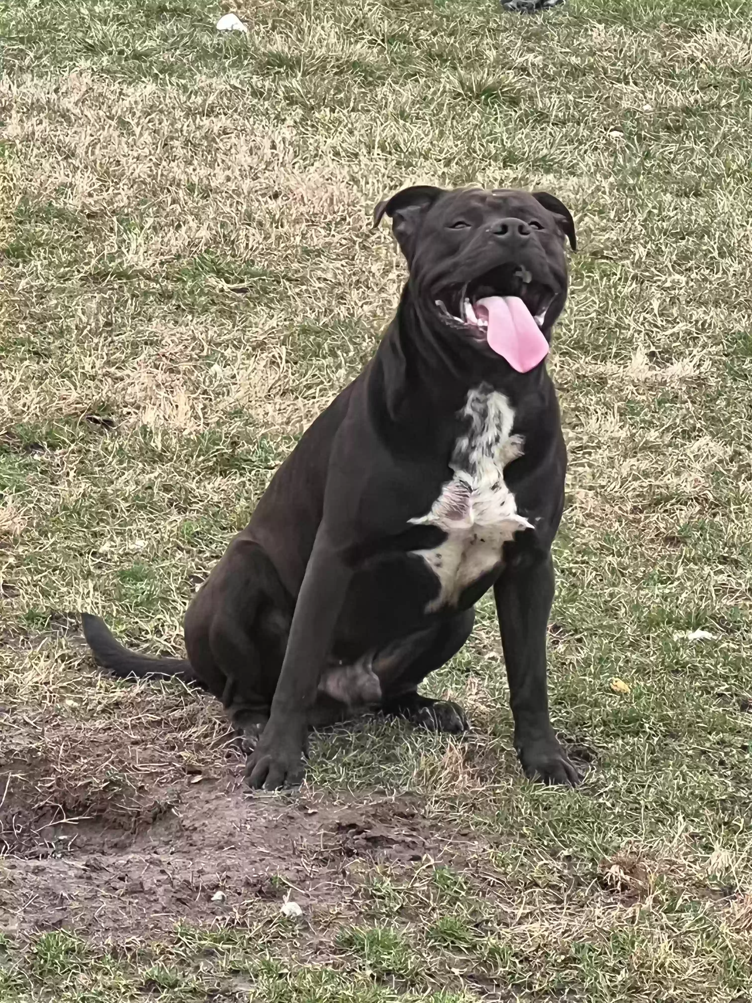 adoptable Dog in Franklin,OH named Brutus