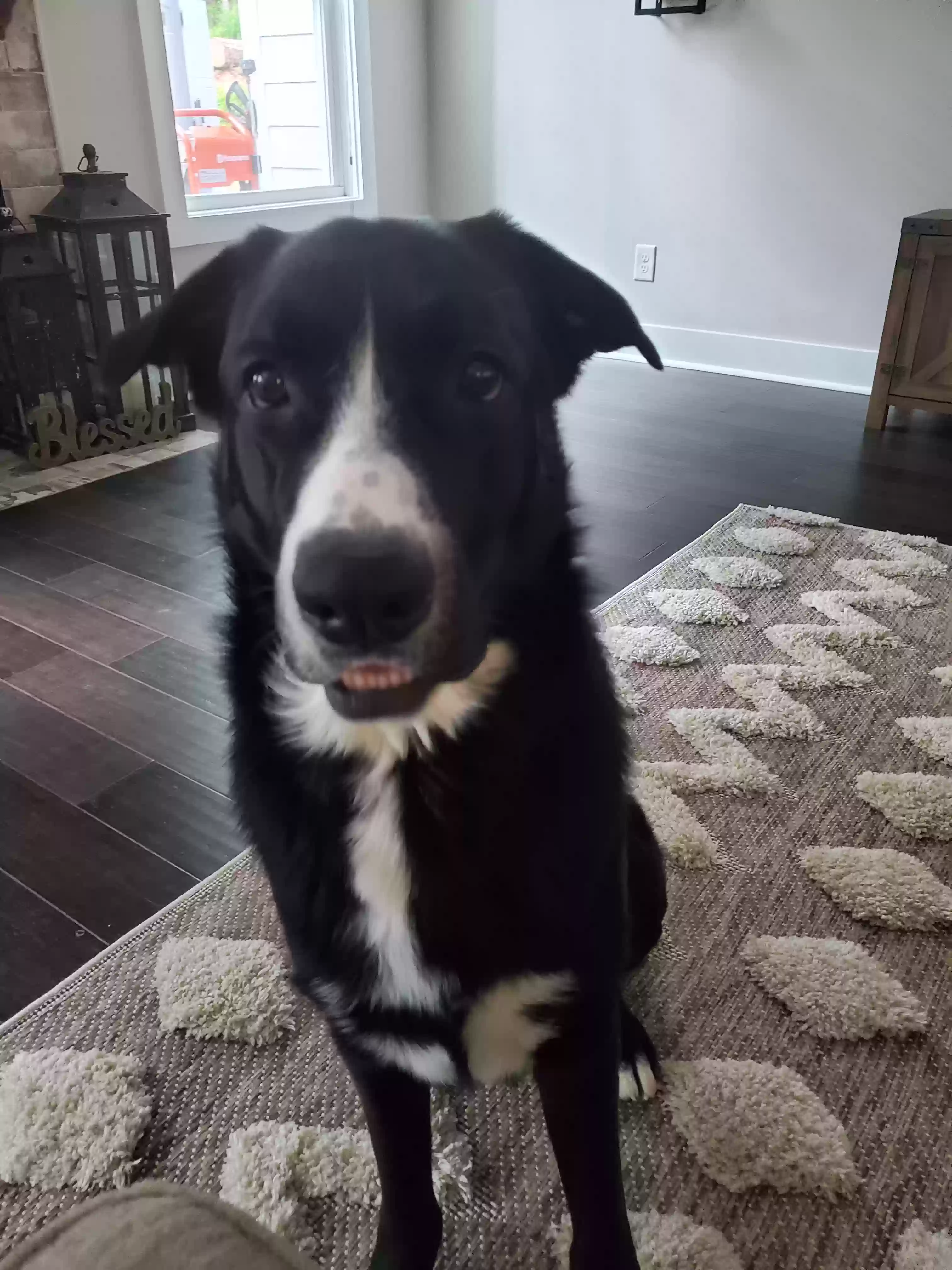 adoptable Dog in Villa Rica,GA named Murphy