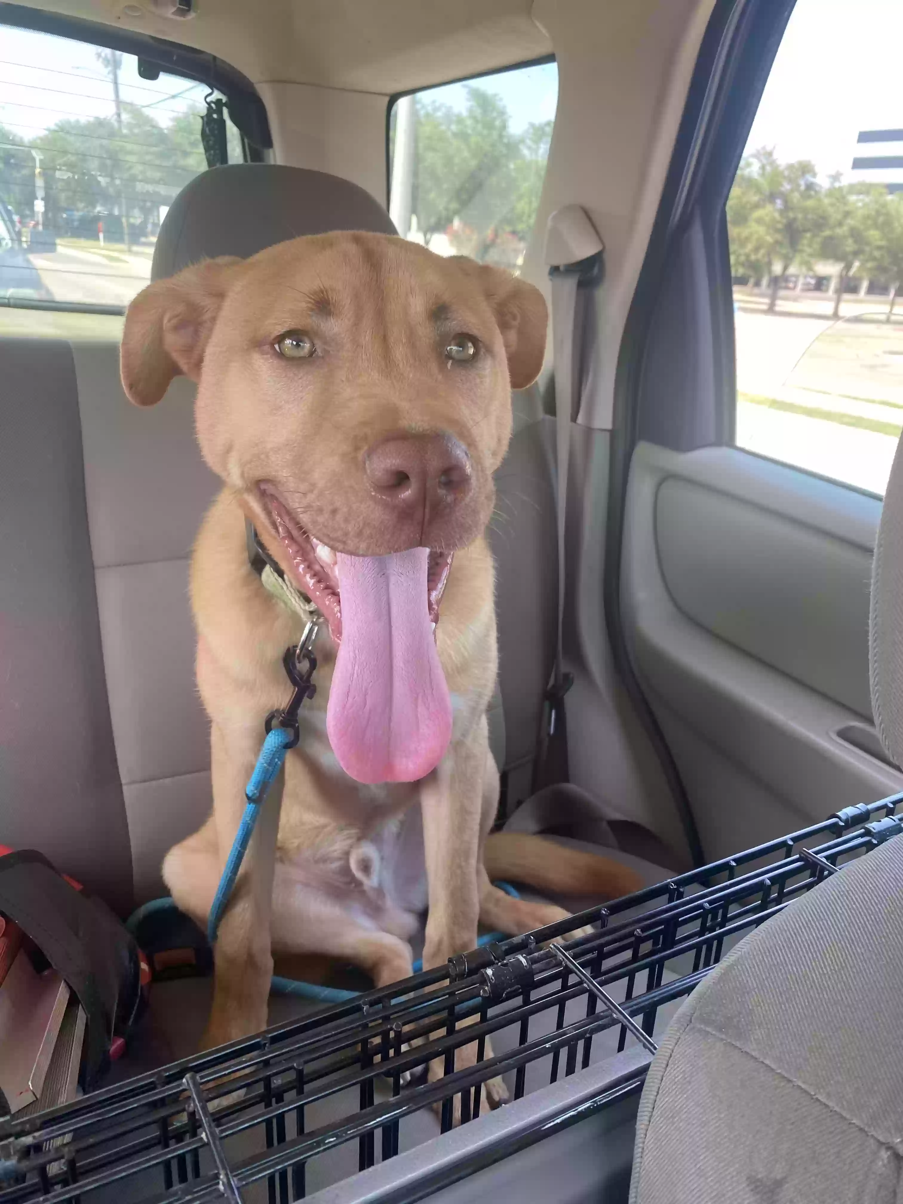 adoptable Dog in Richardson,TX named Basil