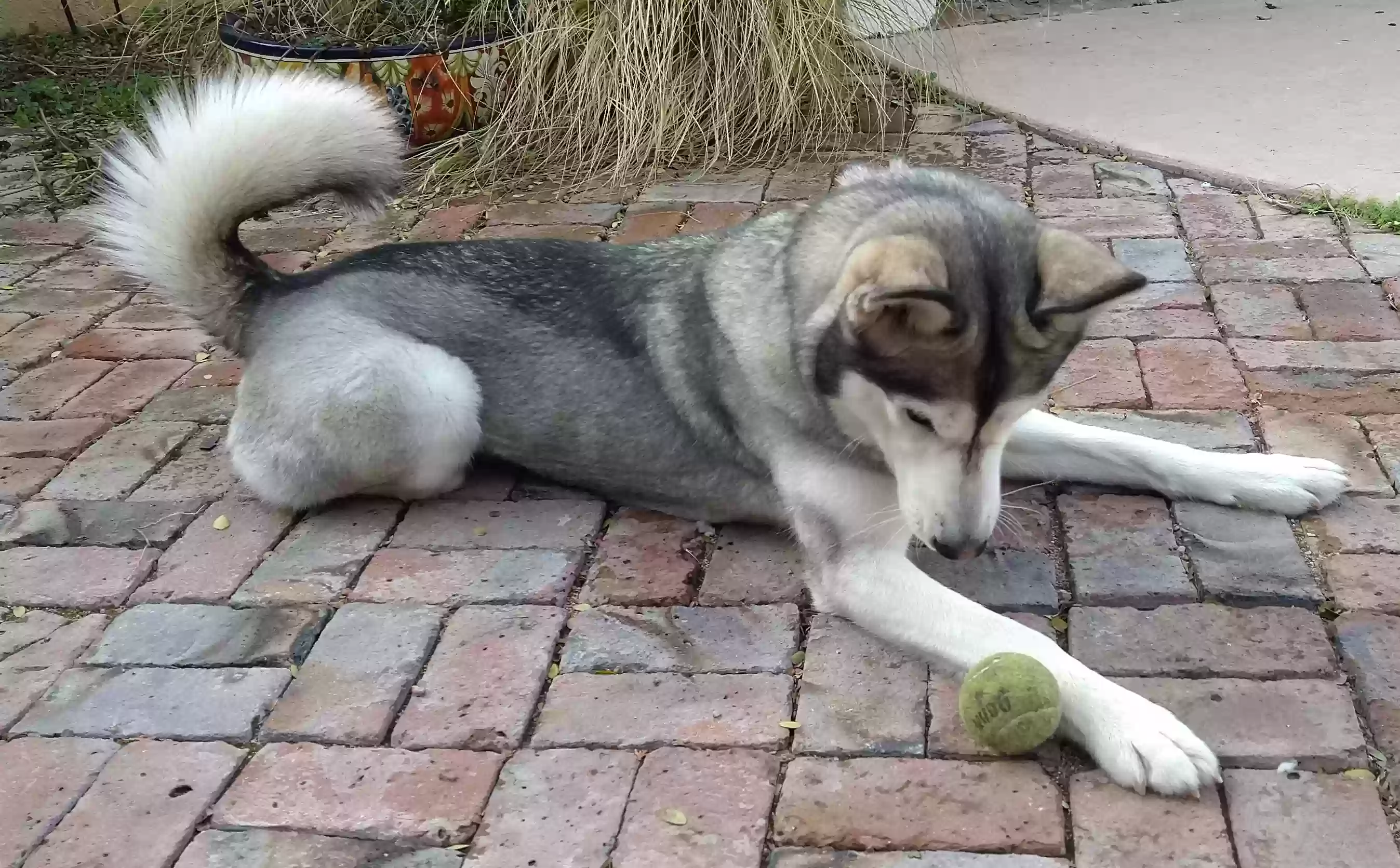 adoptable Dog in Scottsdale,AZ named Arwen