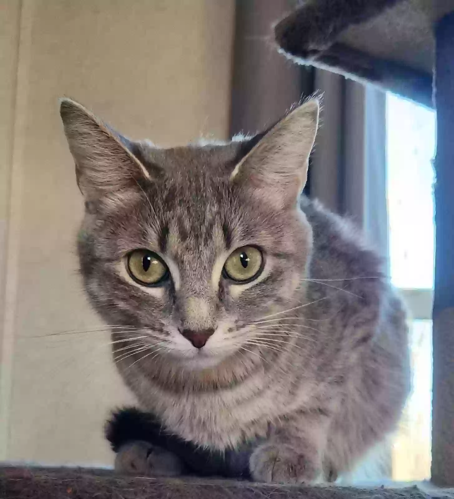 adoptable Cat in Granite City,IL named Sweetie