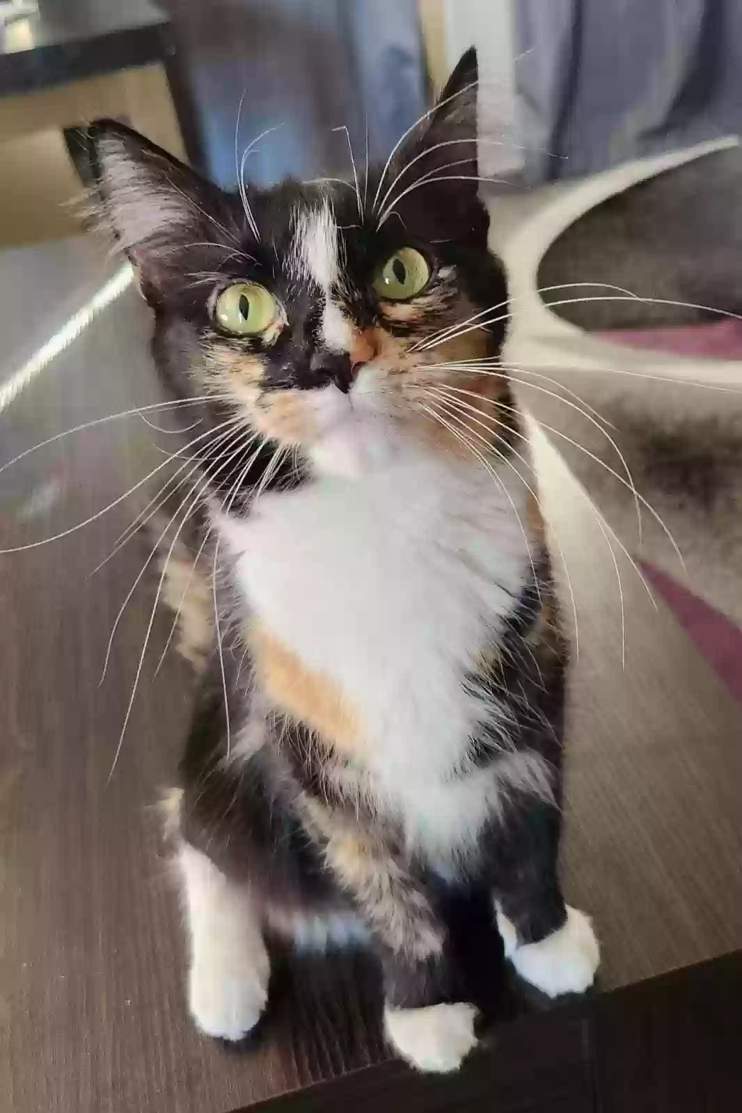 adoptable Cat in Granite City,IL named Baby