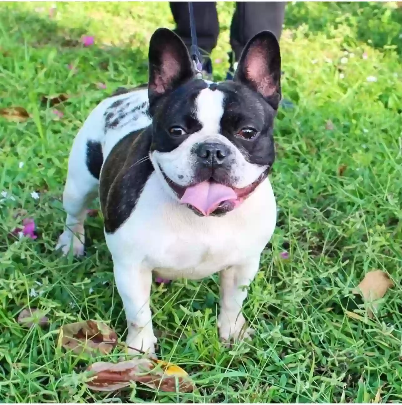 adoptable Dog in Fort Lauderdale,FL named Chispita