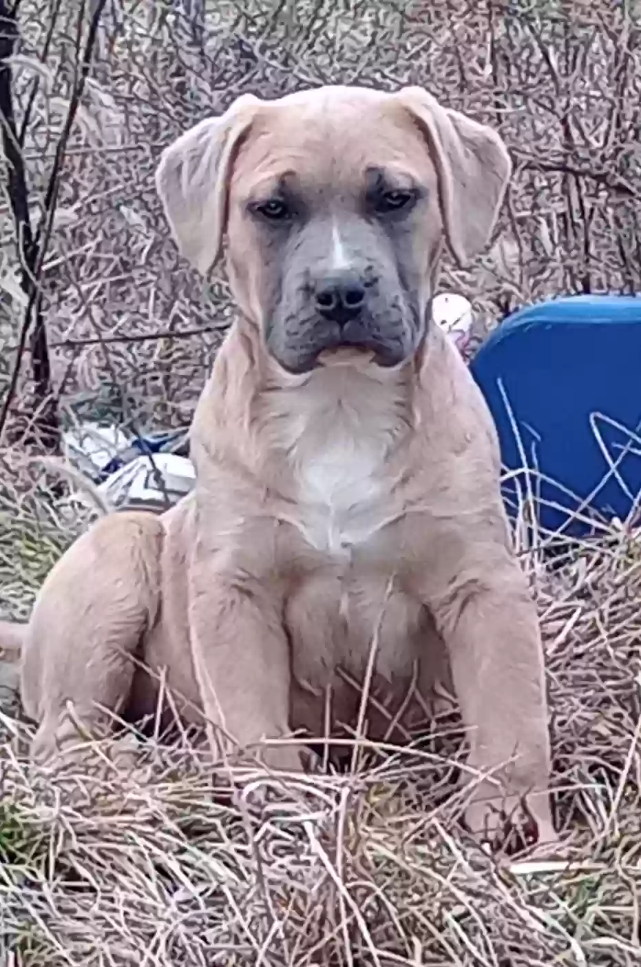 adoptable Dog in Frankford,MO named No name