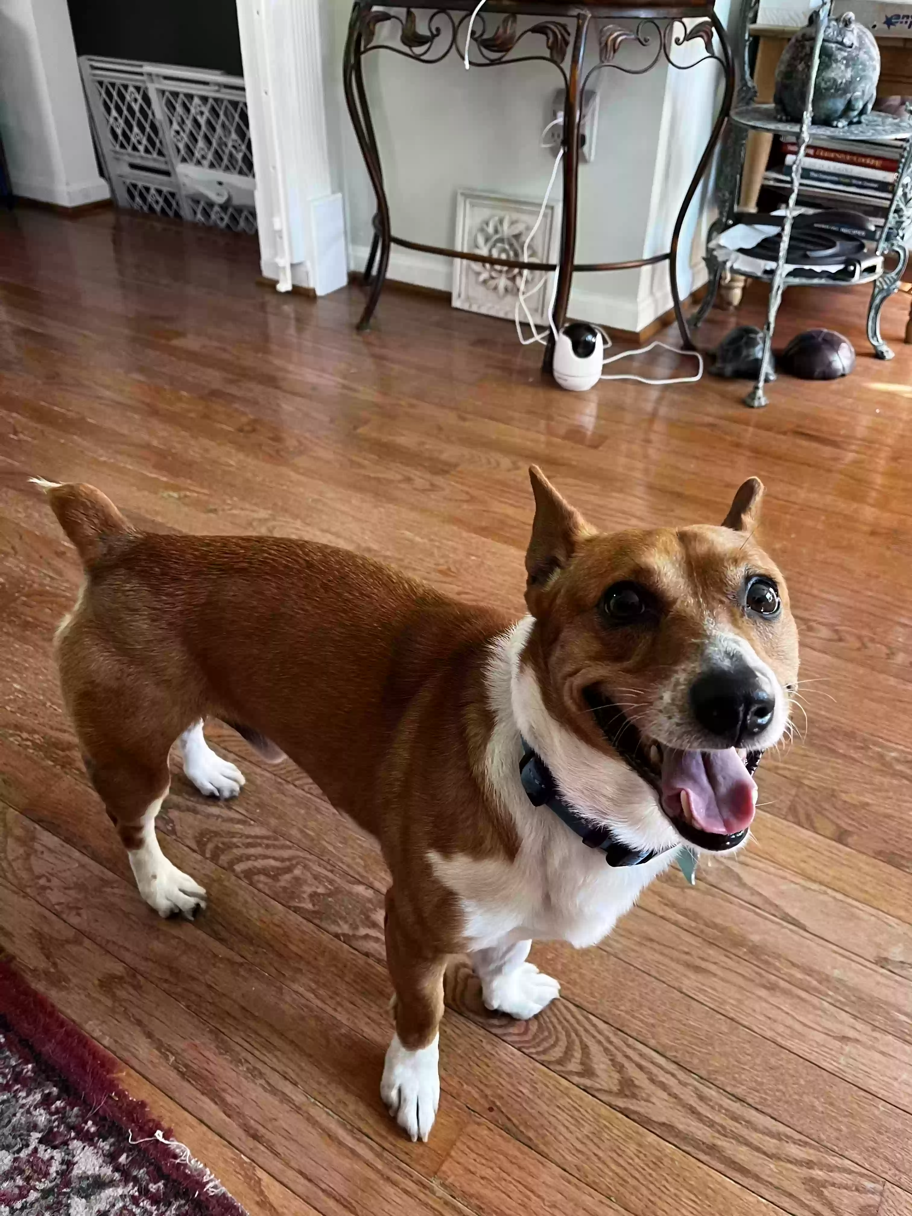 adoptable Dog in Woodbridge,VA named Turgut