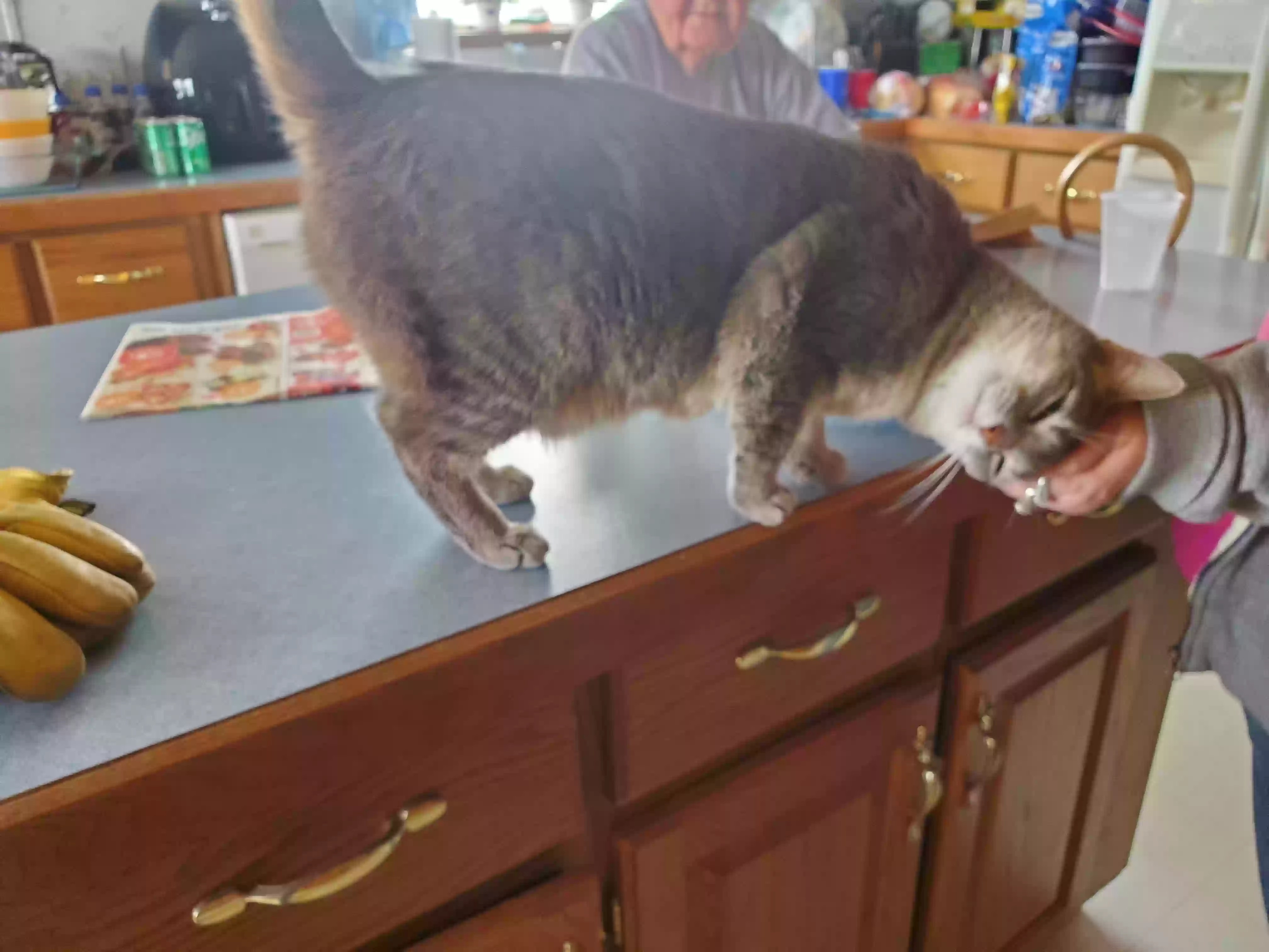 adoptable Cat in Leesburg,OH named Sweet pea