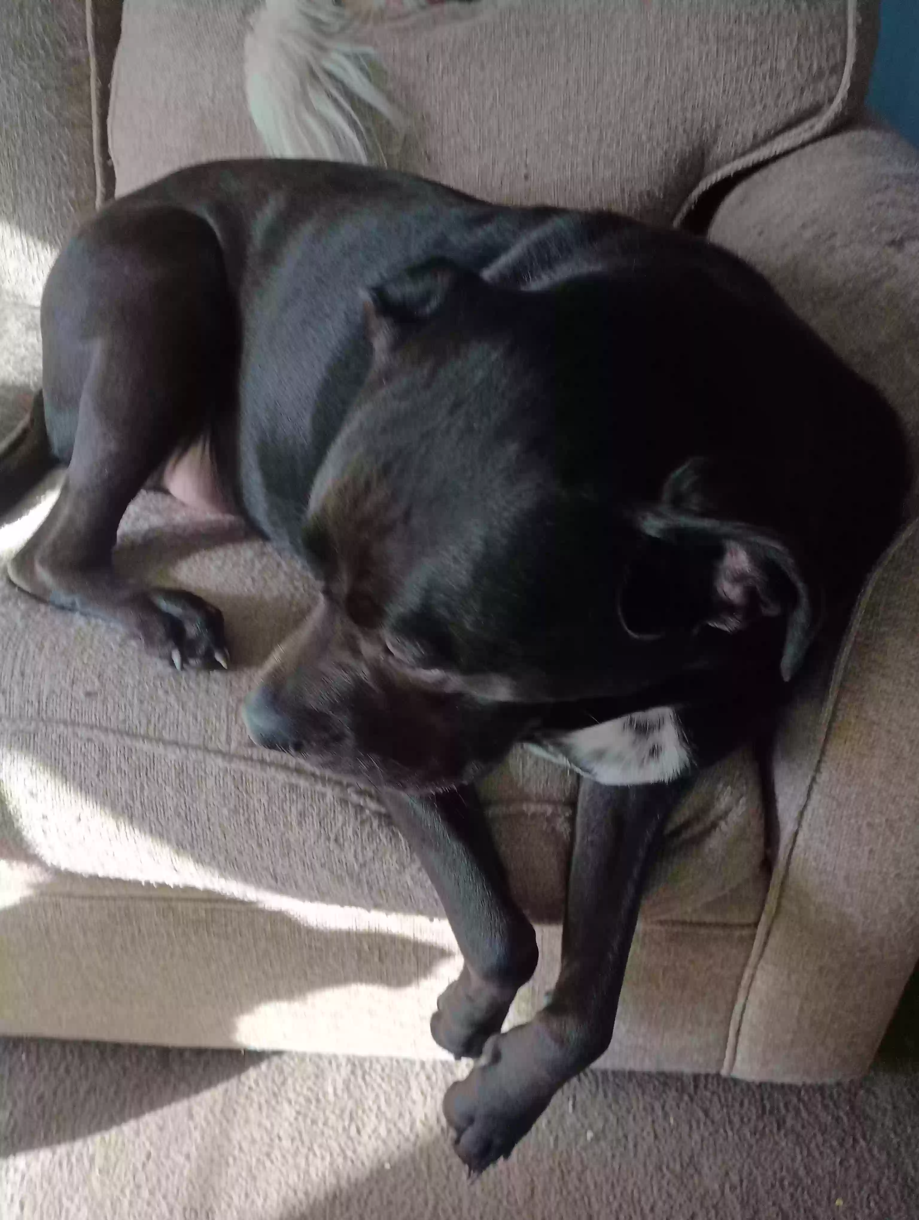 adoptable Dog in Joshua,TX named Shadow