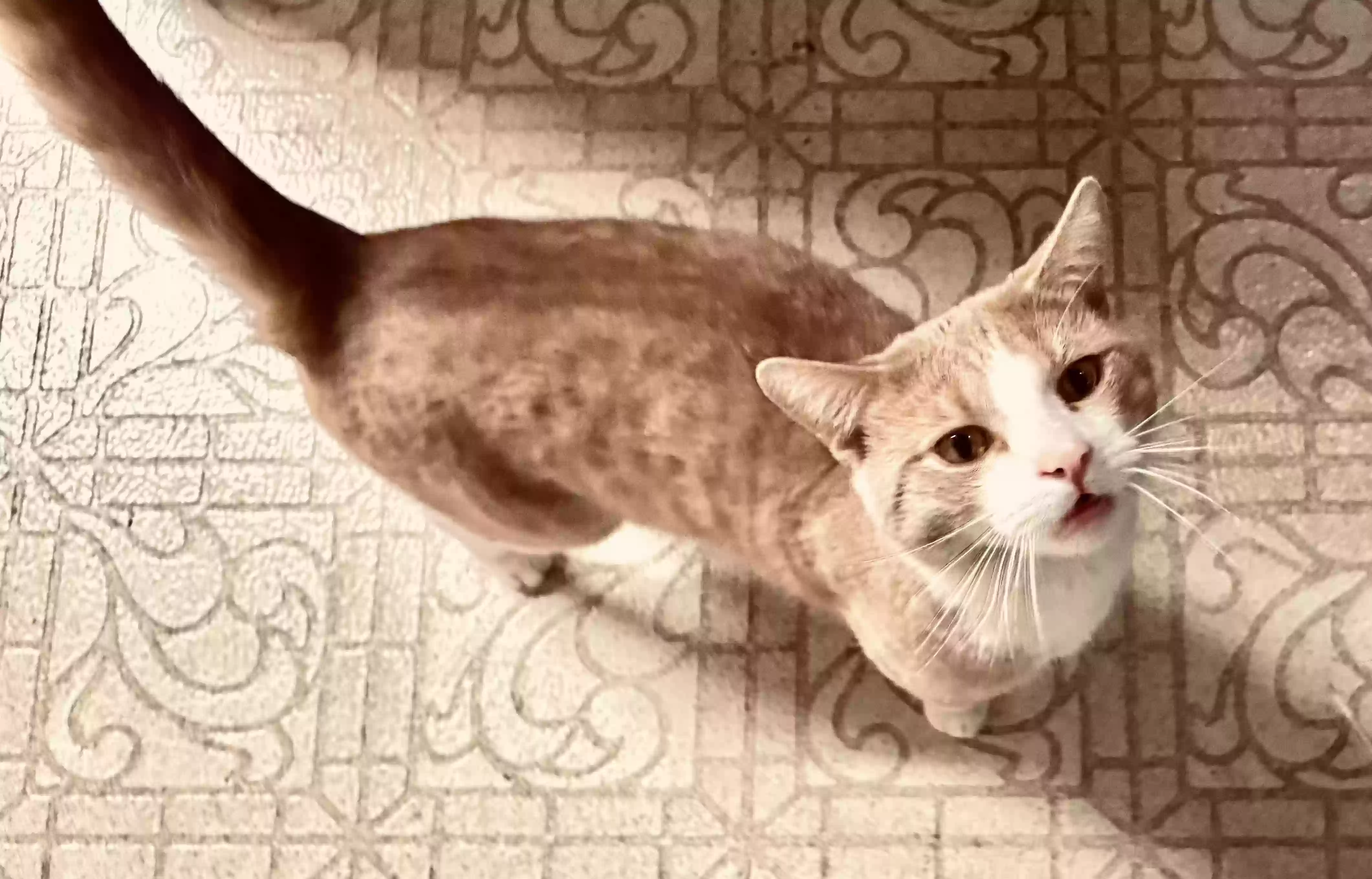 adoptable Cat in Fresno,CA named Orange-eru