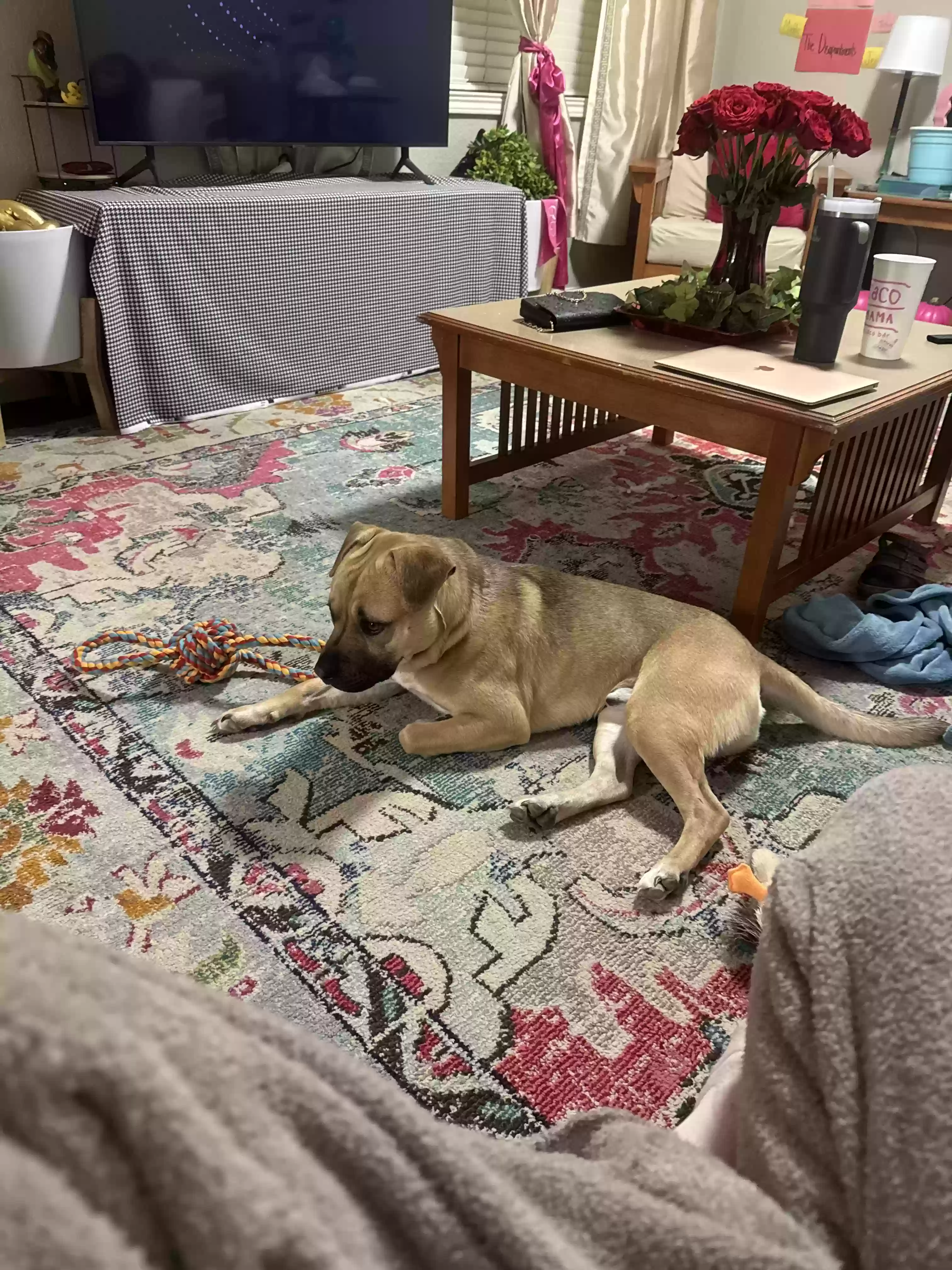 adoptable Dog in Tuscaloosa,AL named Hank