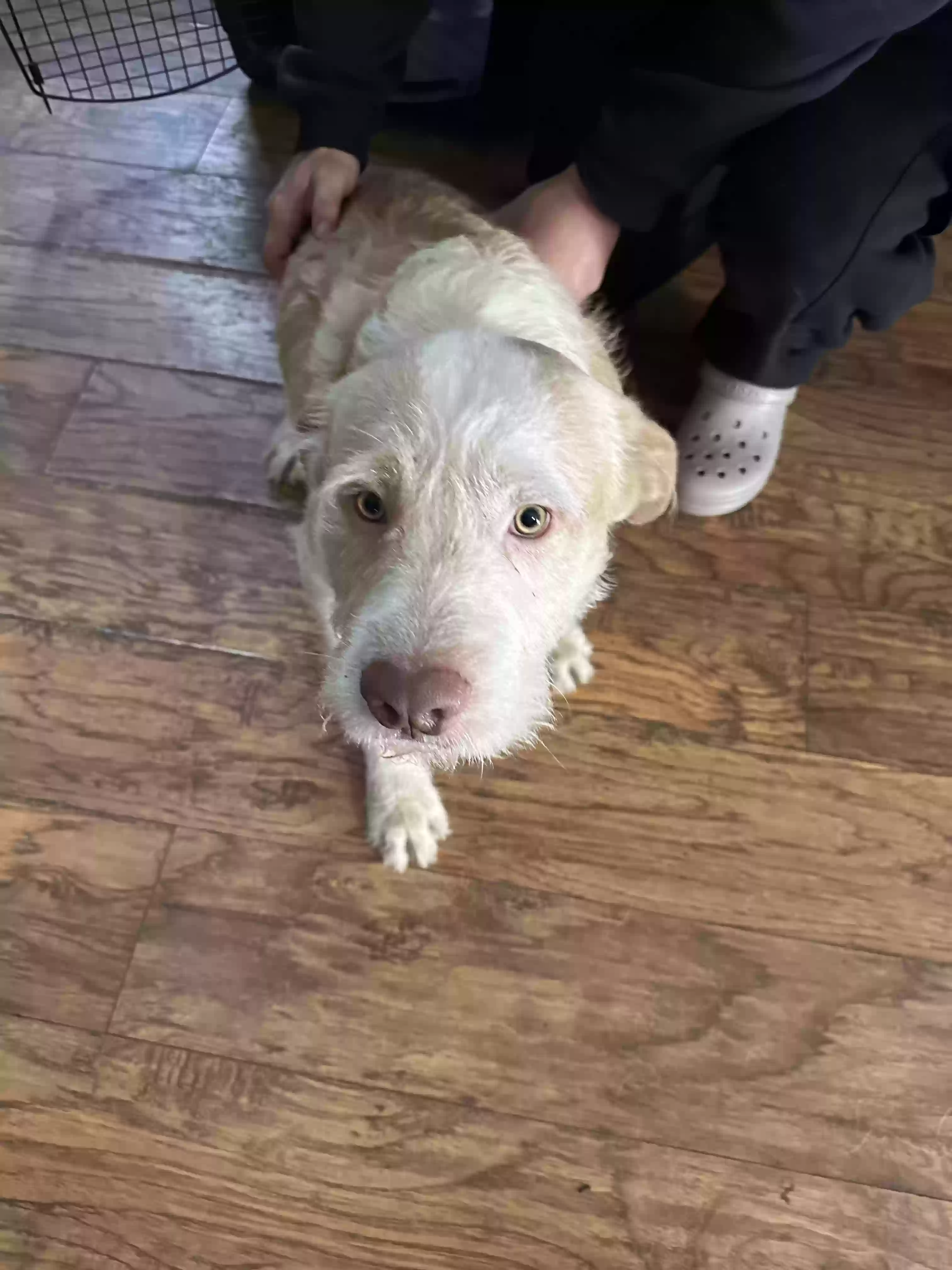 adoptable Dog in Ukiah,CA named Goose