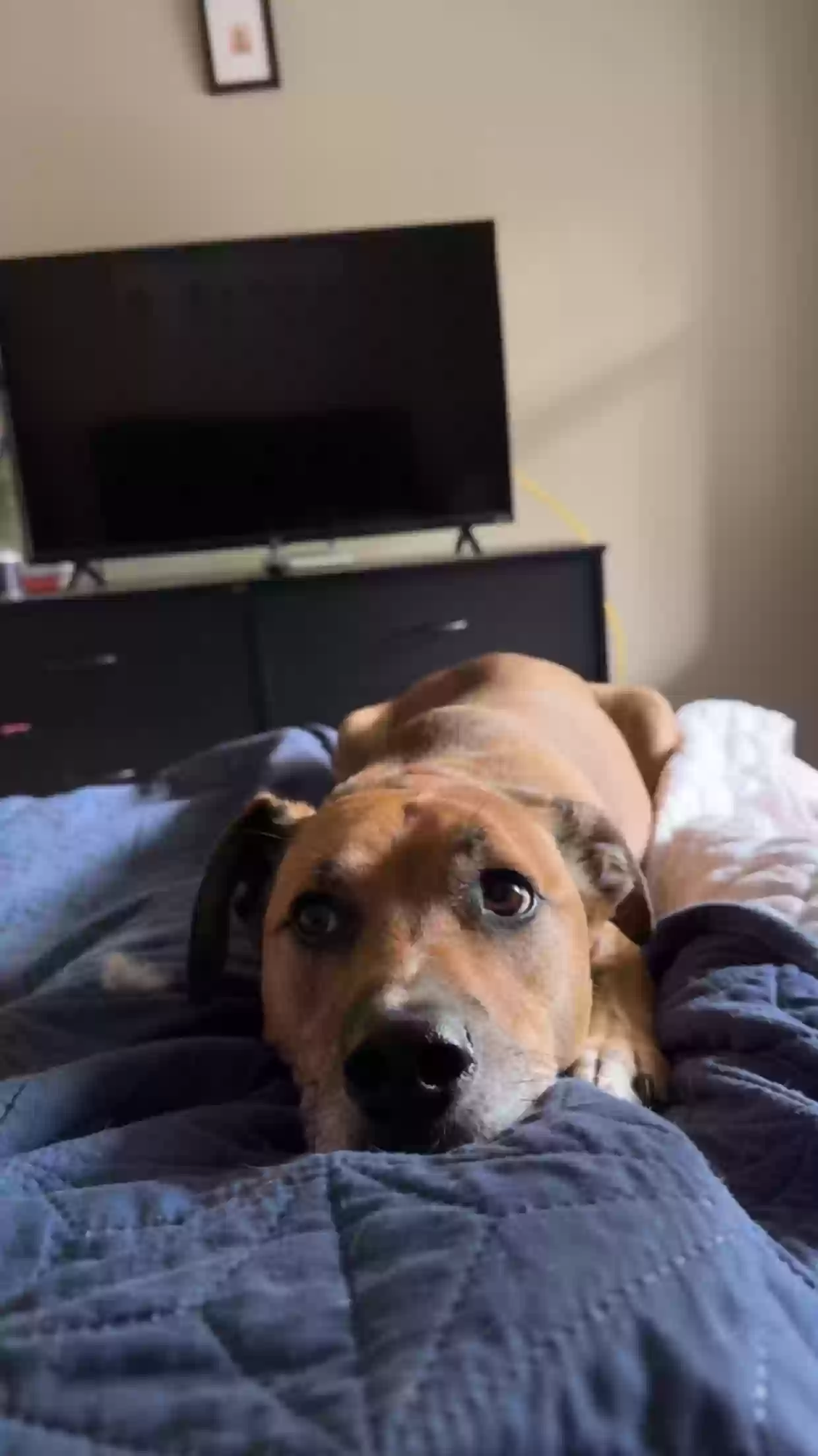 adoptable Dog in Atlanta,GA named Mango