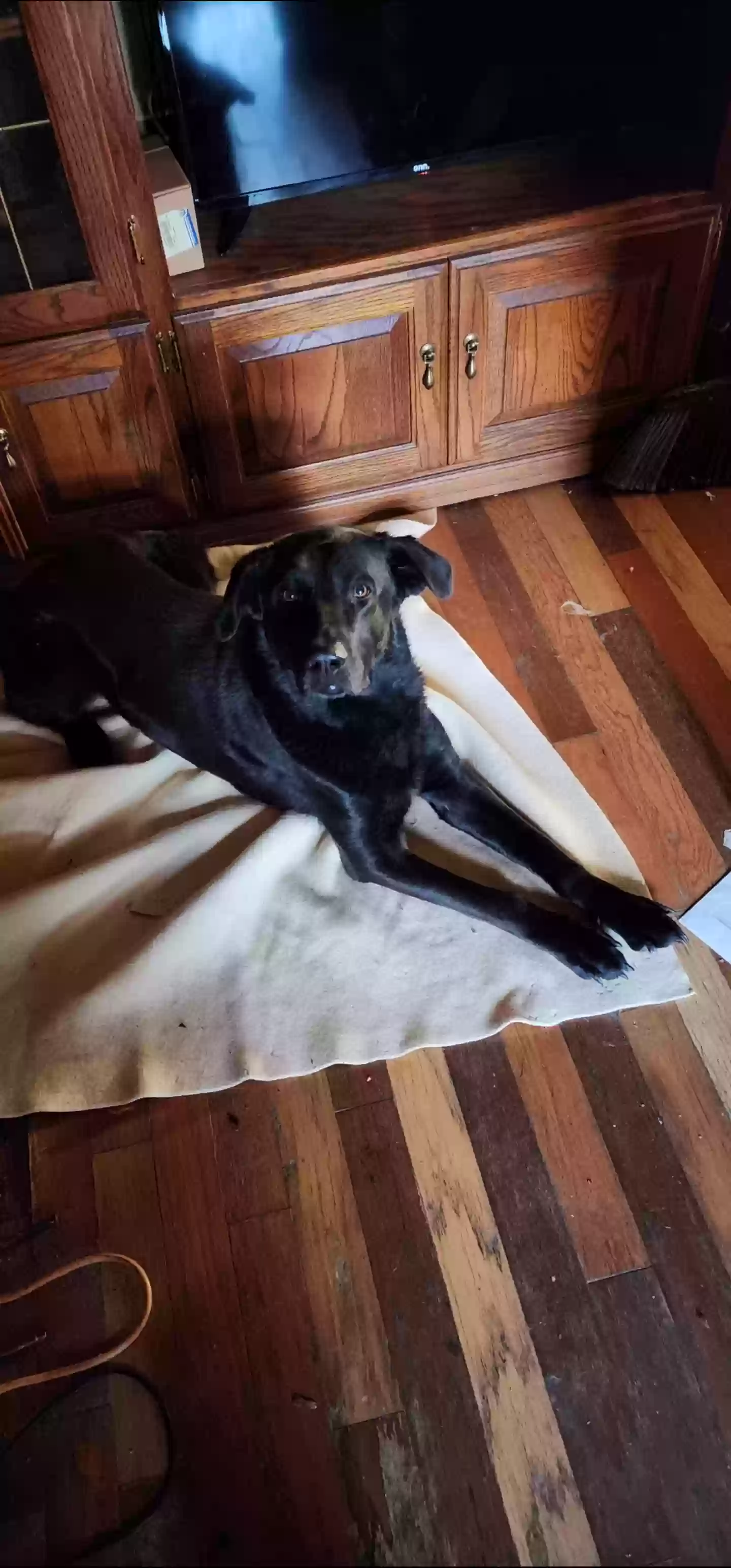 adoptable Dog in La Fayette,GA named Baily