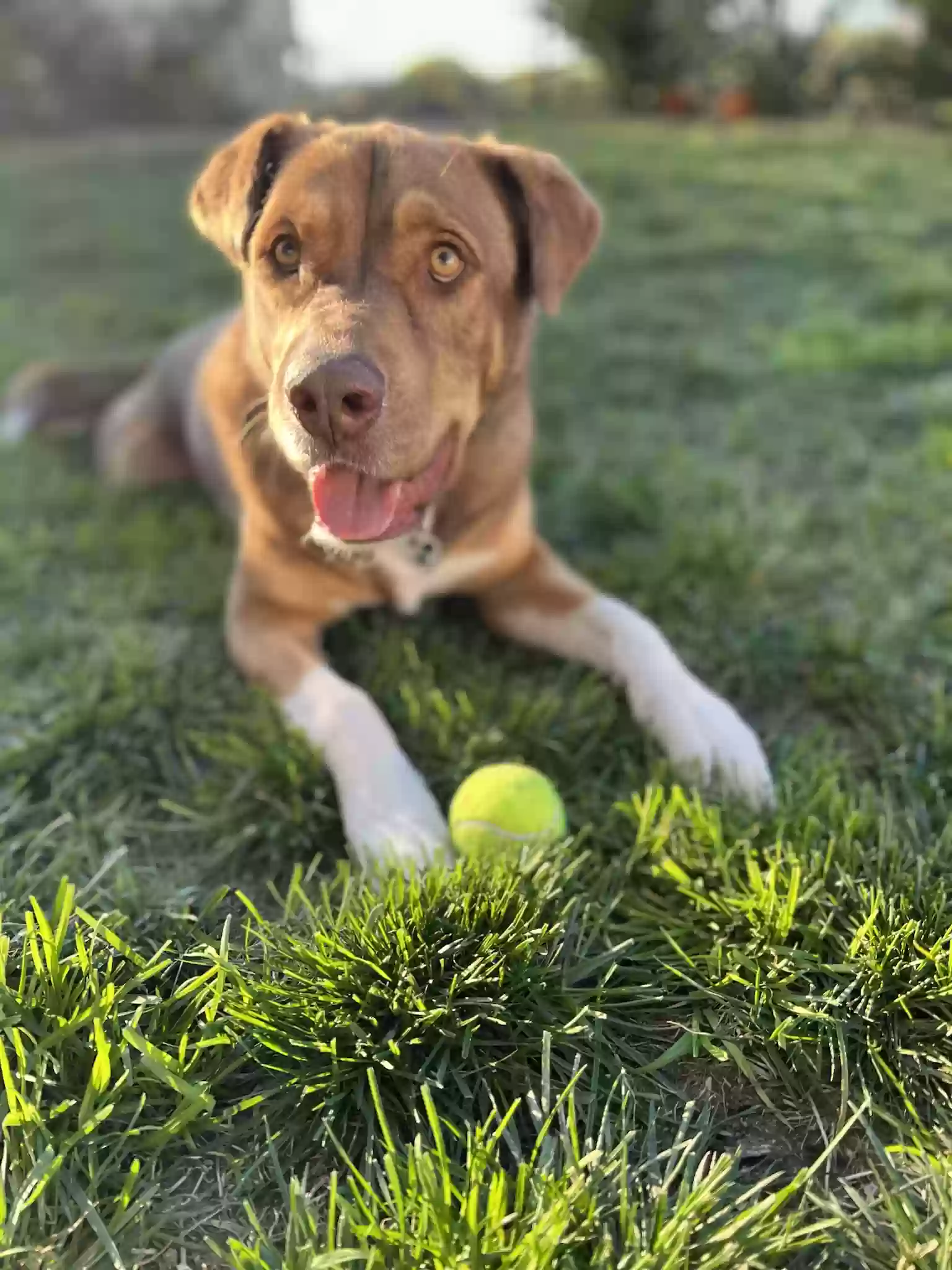 adoptable Dog in Temecula,CA named Jackson