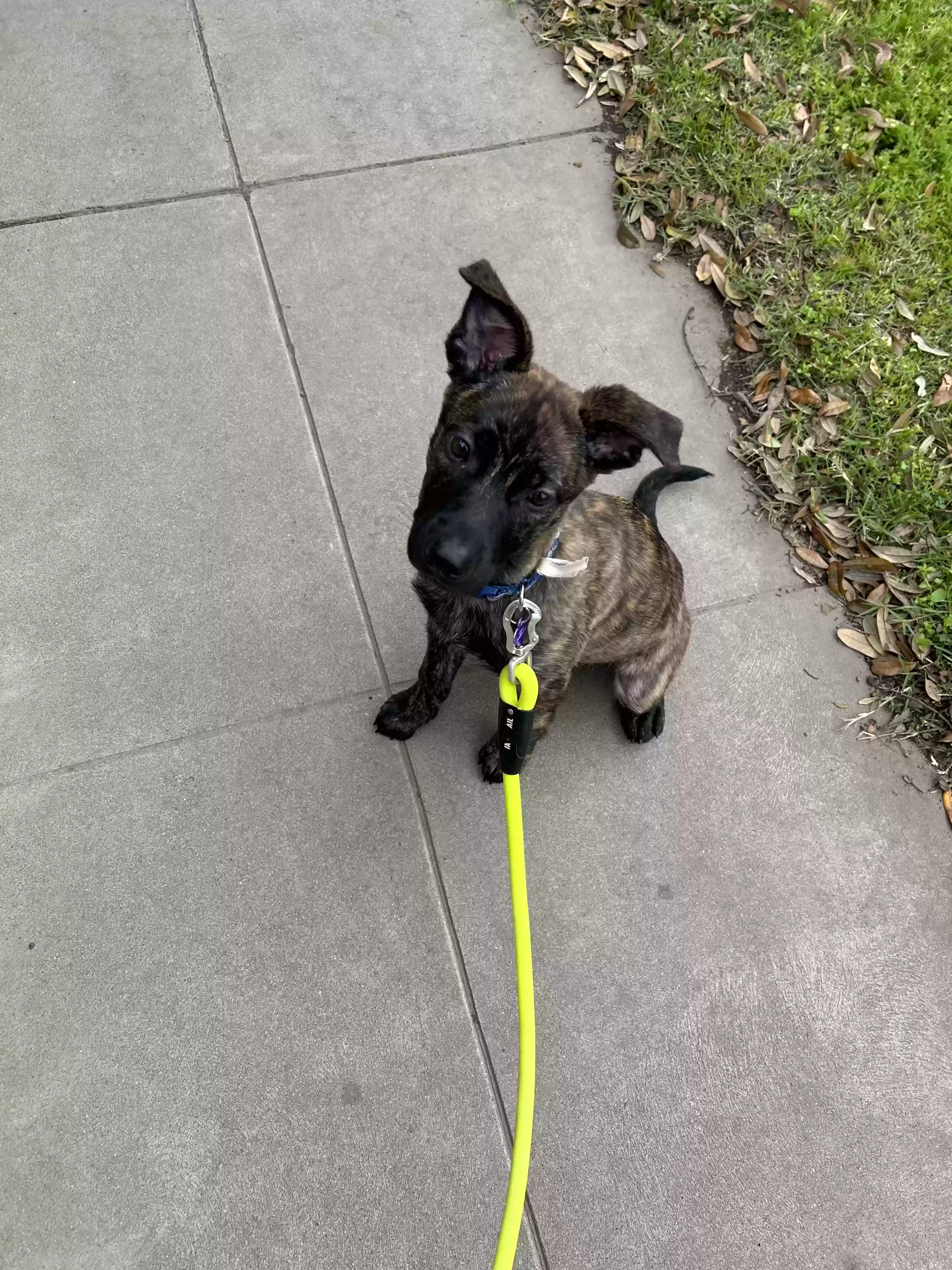 adoptable Dog in Fresno,CA named Ella