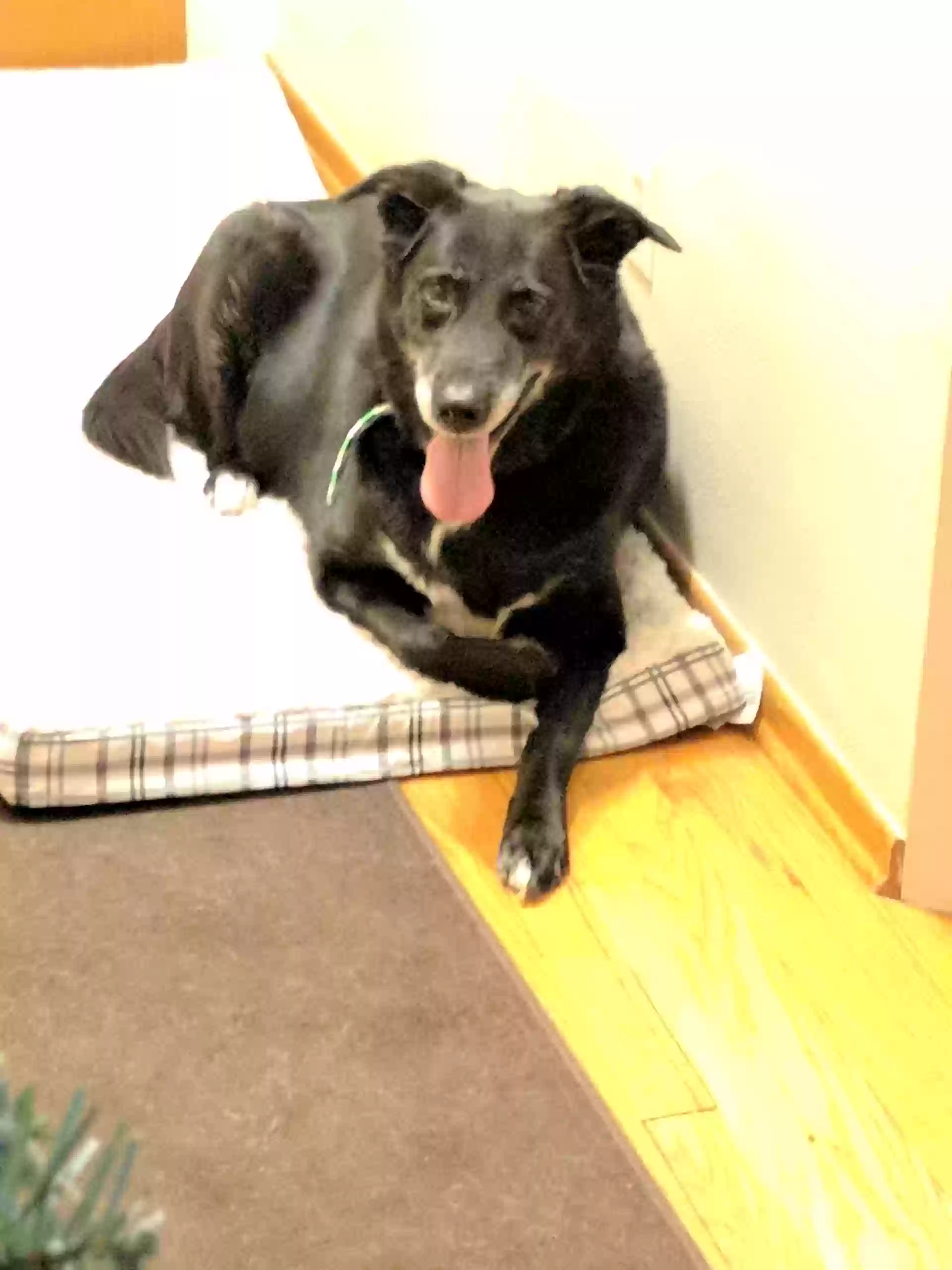 adoptable Dog in Kathleen,GA named Sophia
