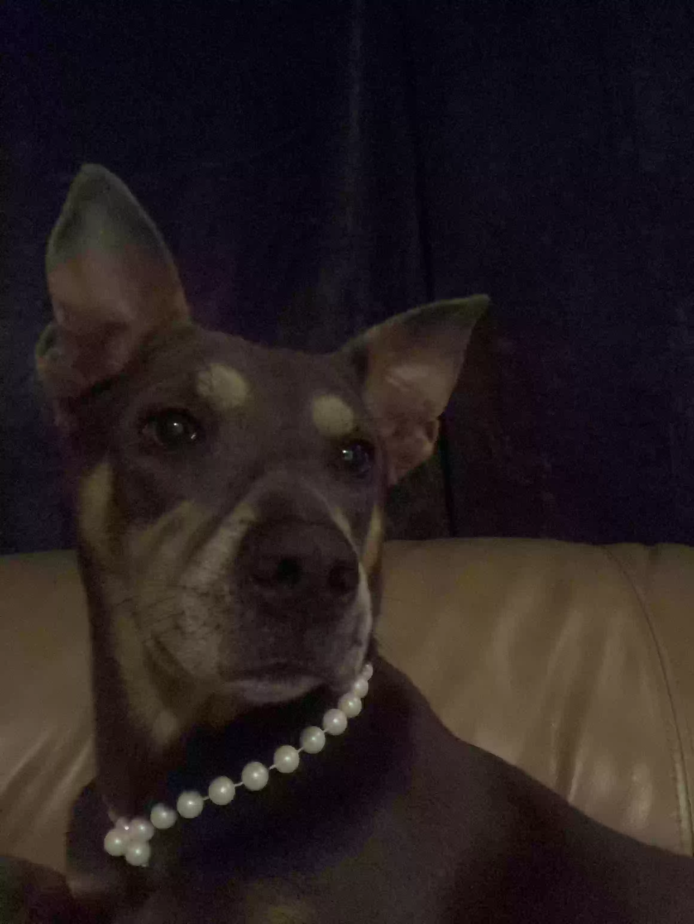 adoptable Dog in Marianna,FL named 