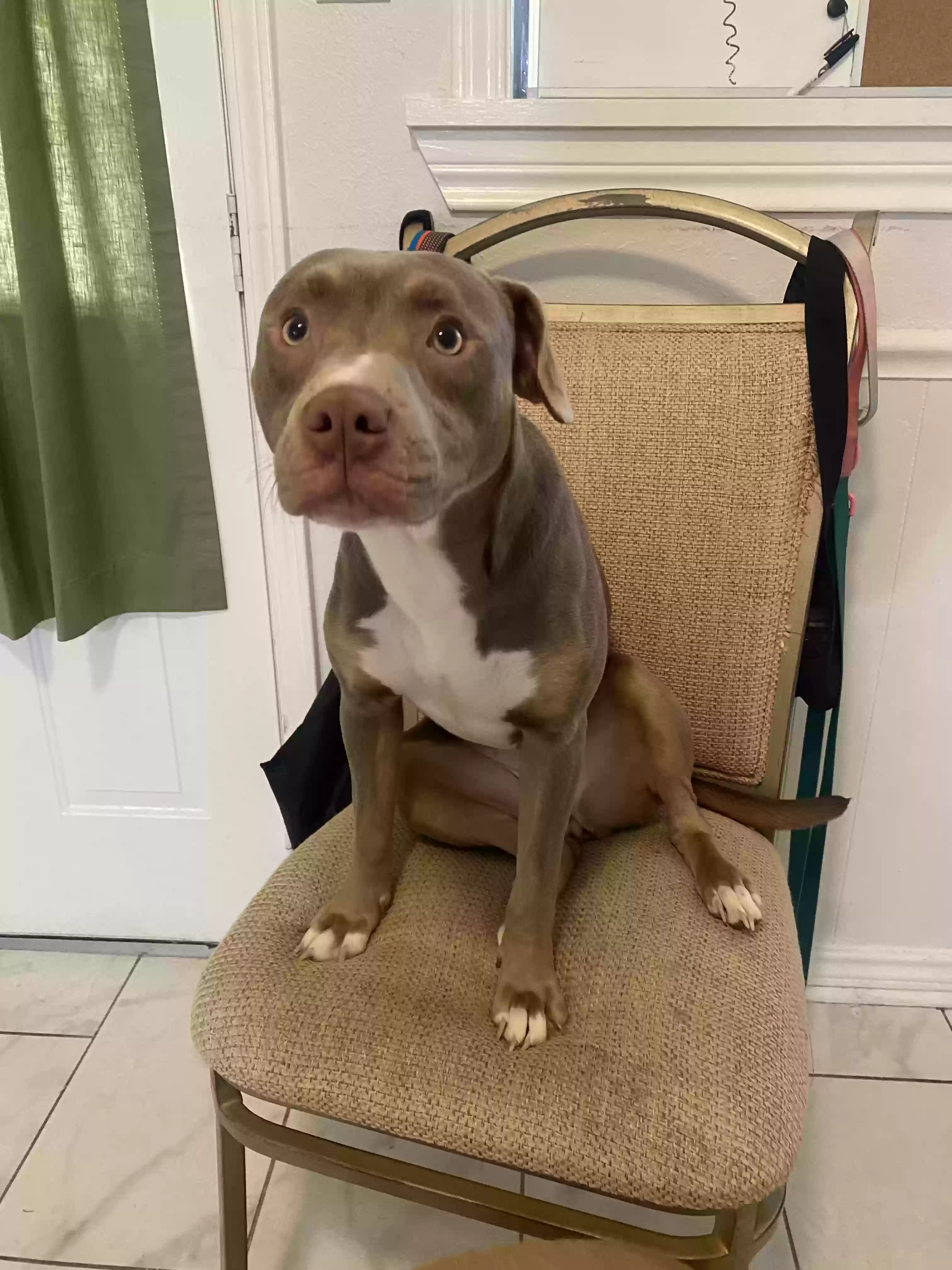 adoptable Dog in Shreveport,LA named Blue