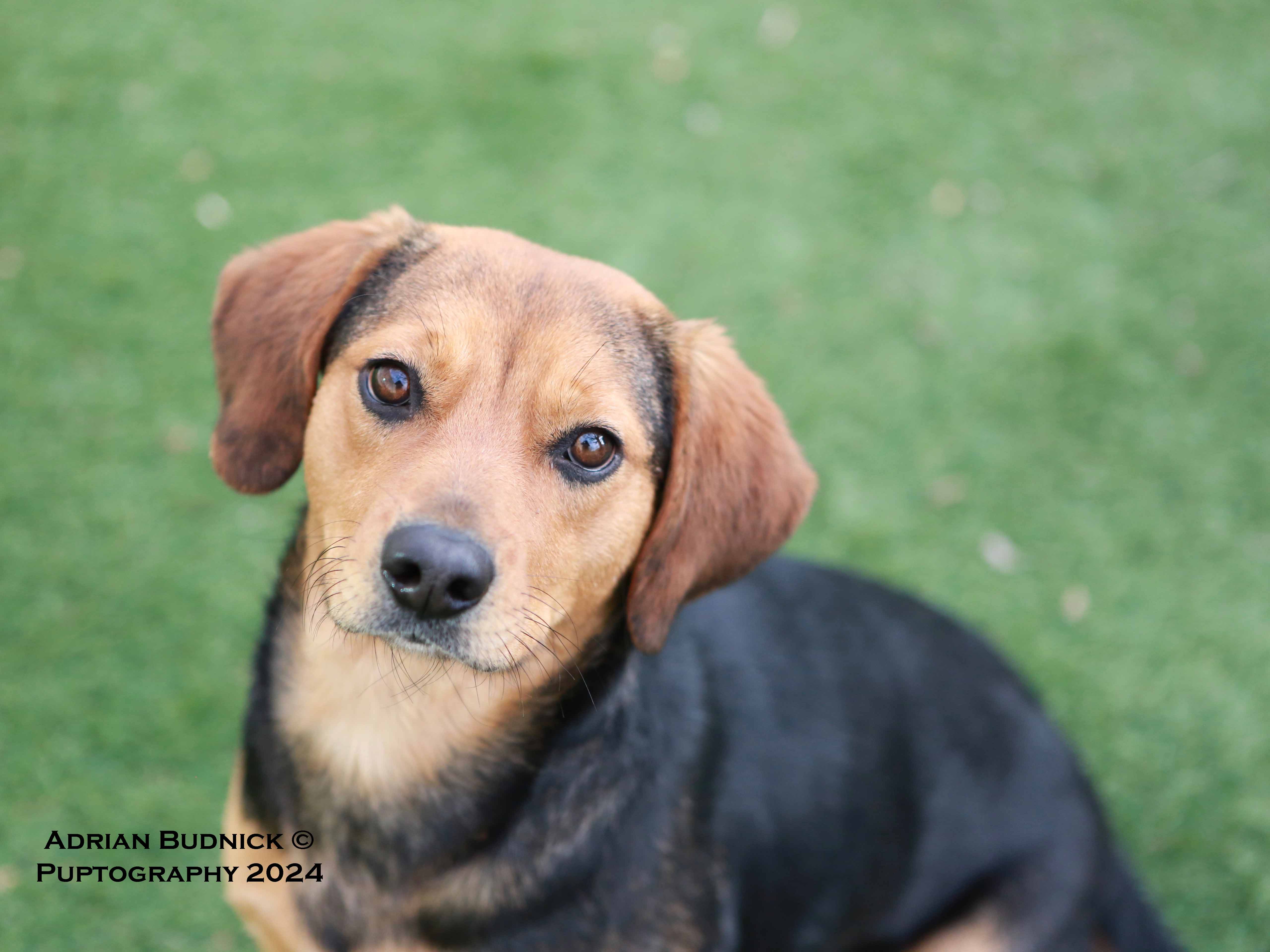 adoptable Dog in Spring Hill,TN named Chloe