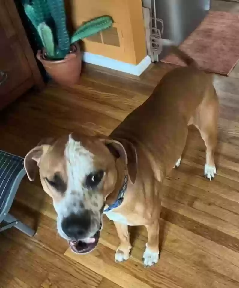 adoptable Dog in Cincinnati,OH named Will