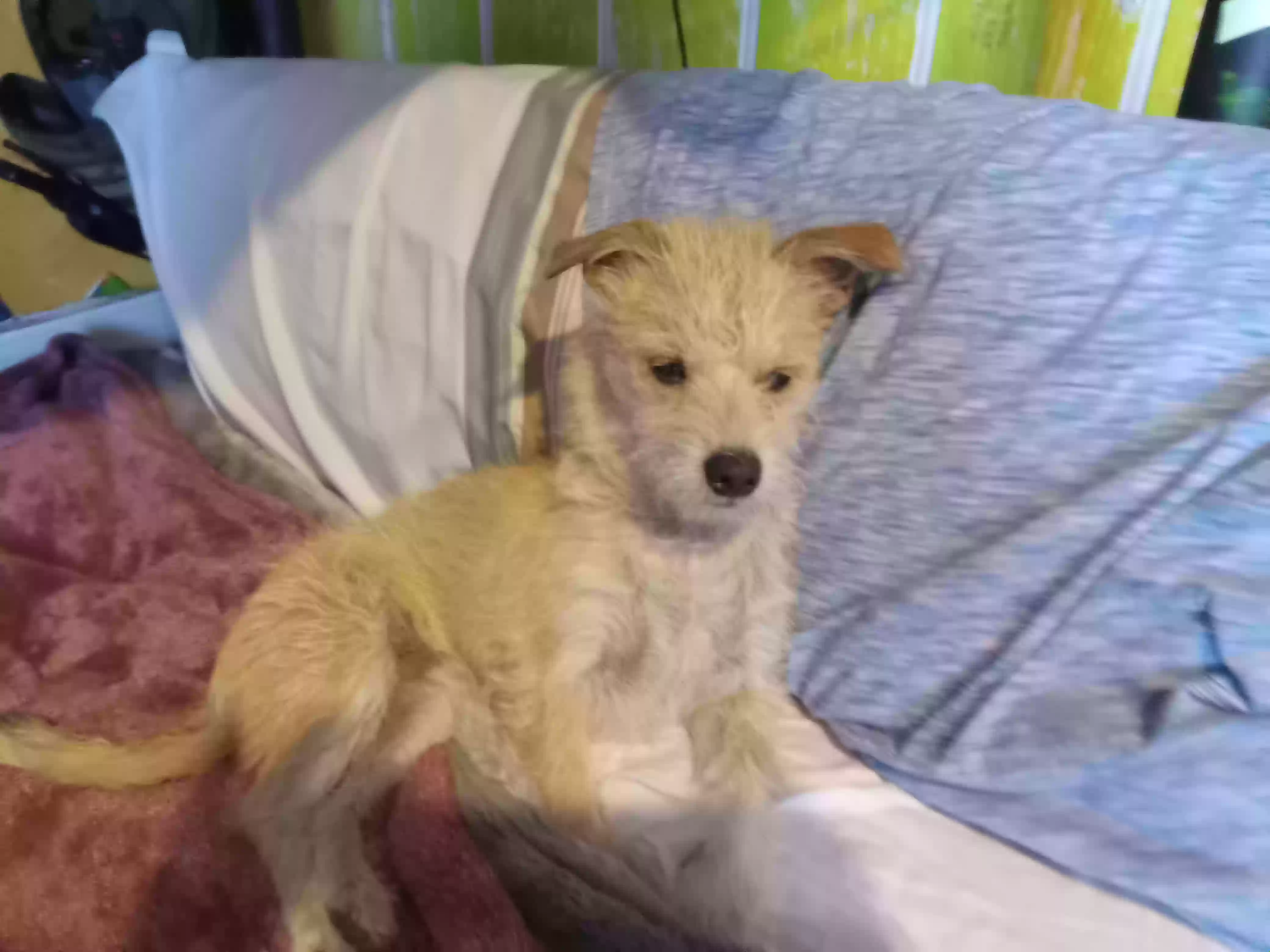 adoptable Dog in Yarnell,AZ named Snuffy