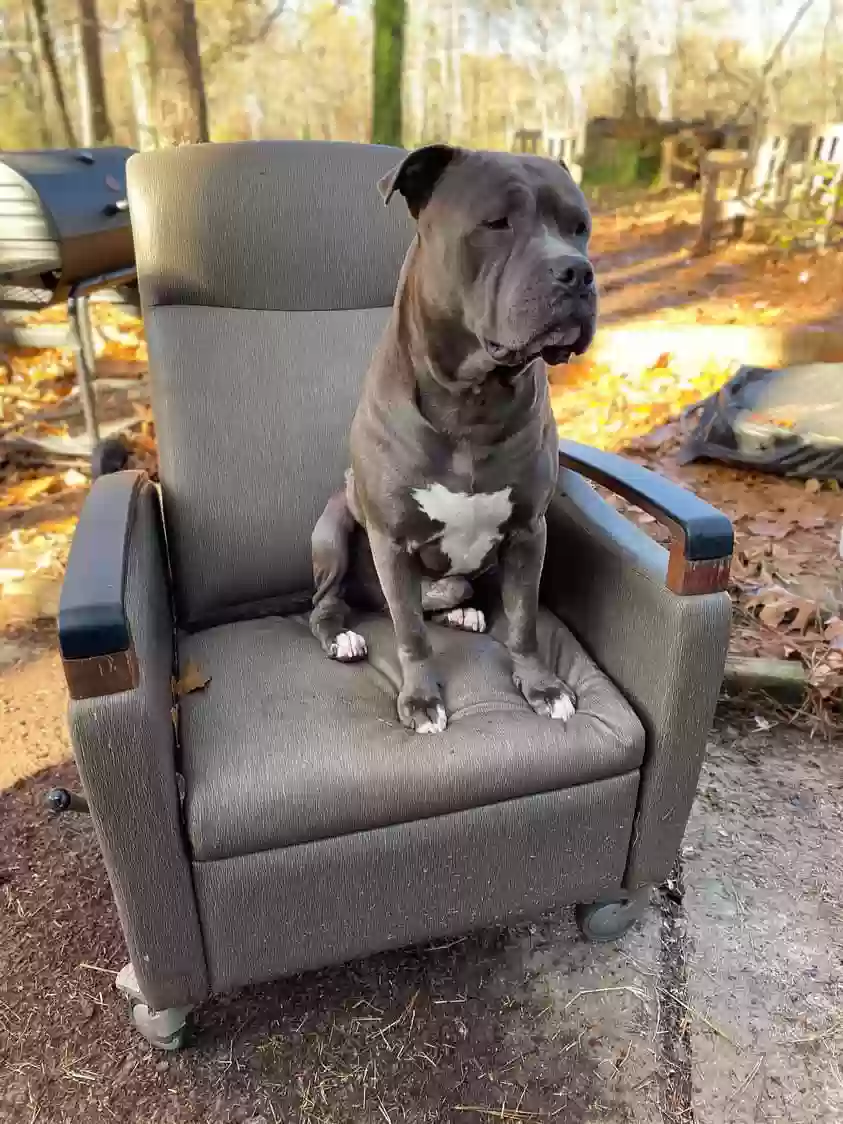adoptable Dog in Atlanta,GA named Kash