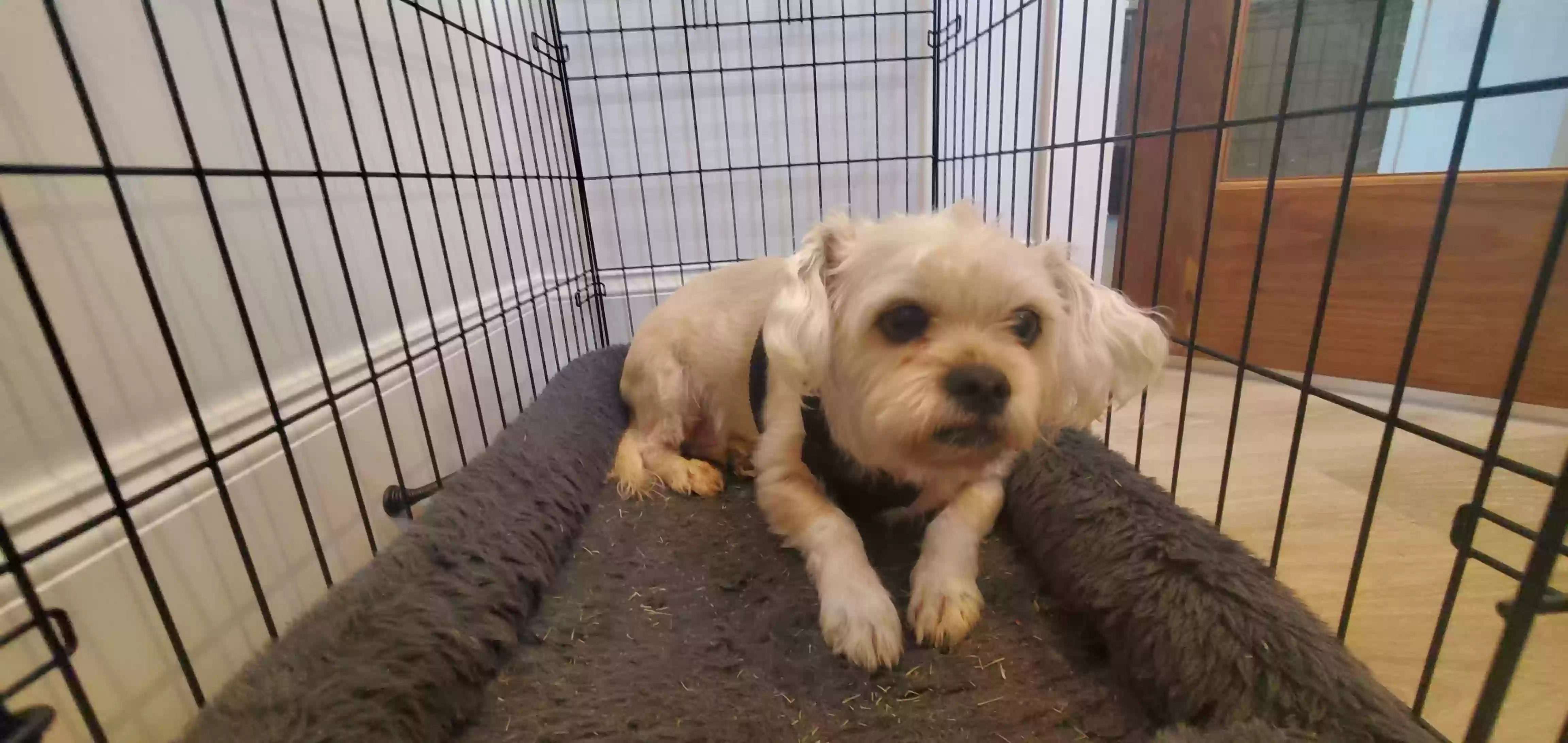 adoptable Dog in Senoia,GA named Muggins